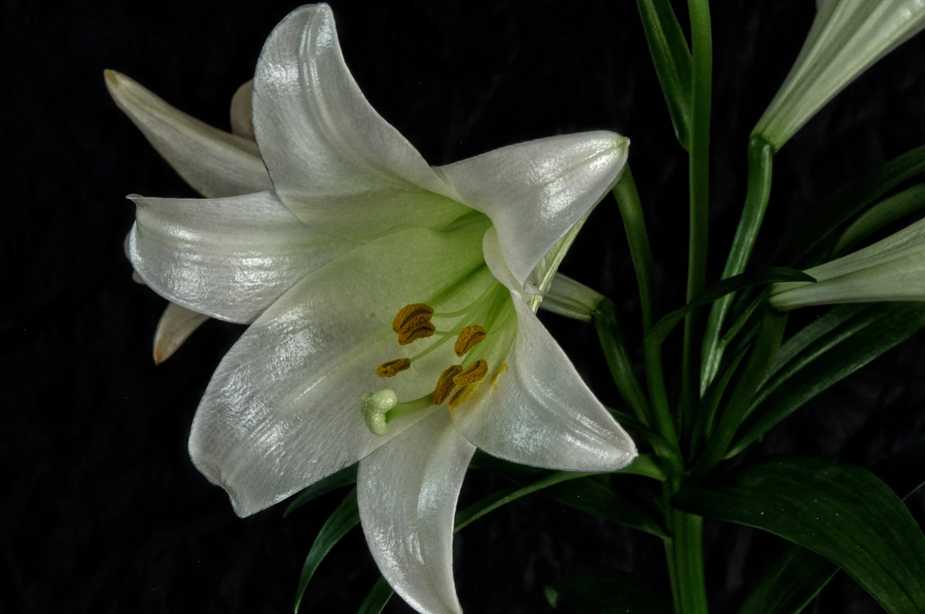 Easter Lily 1  April 20  2017_DSC3957 copy.jpg