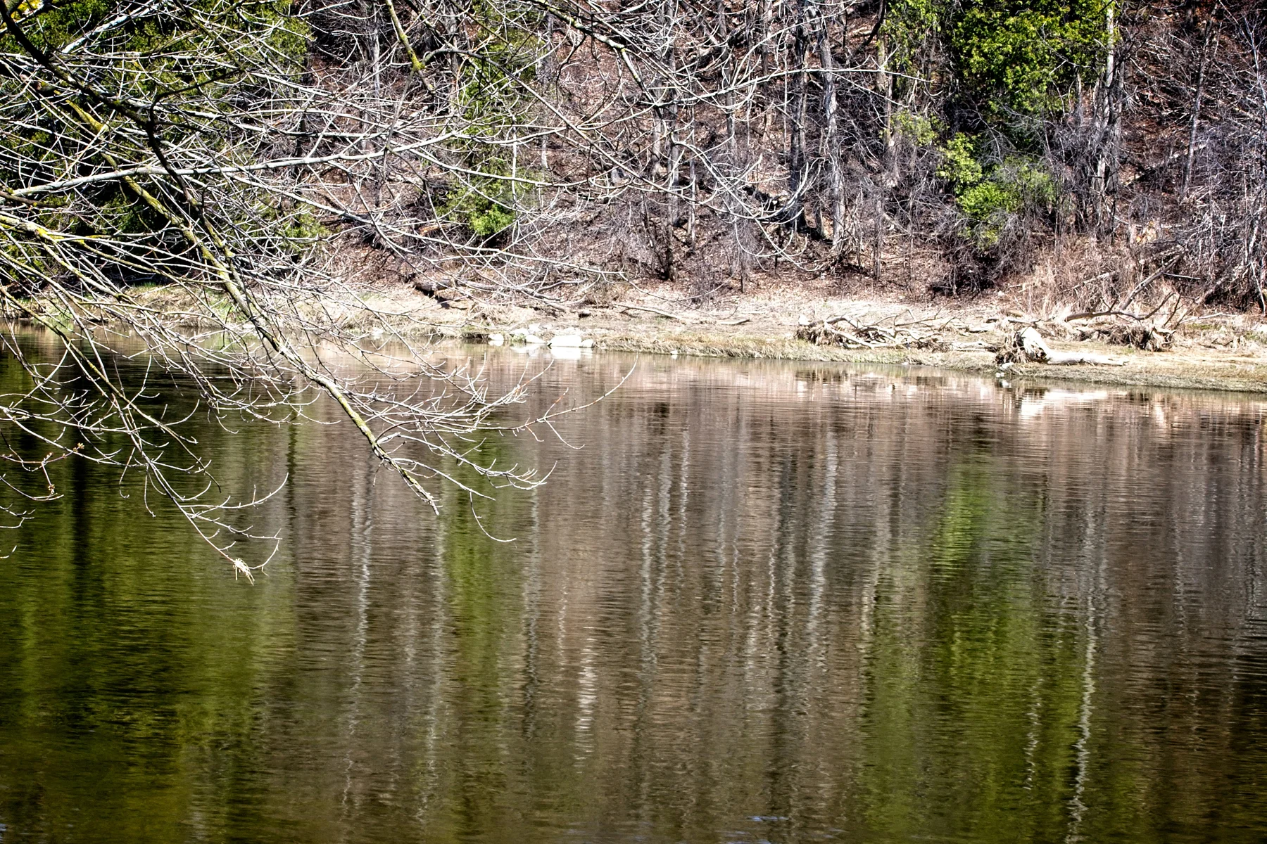 FW Grand River 1  April 14  2017_DSC3913 copy.jpg