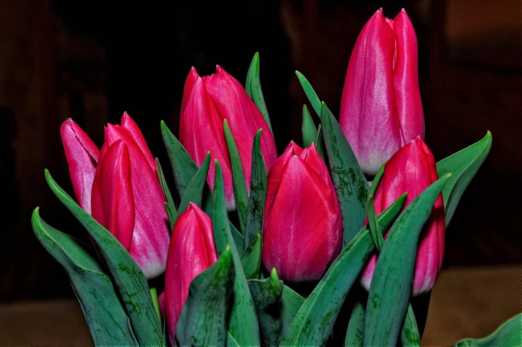 Pam's BD 6  Mar 25  2017_DSC3540 copy.jpg