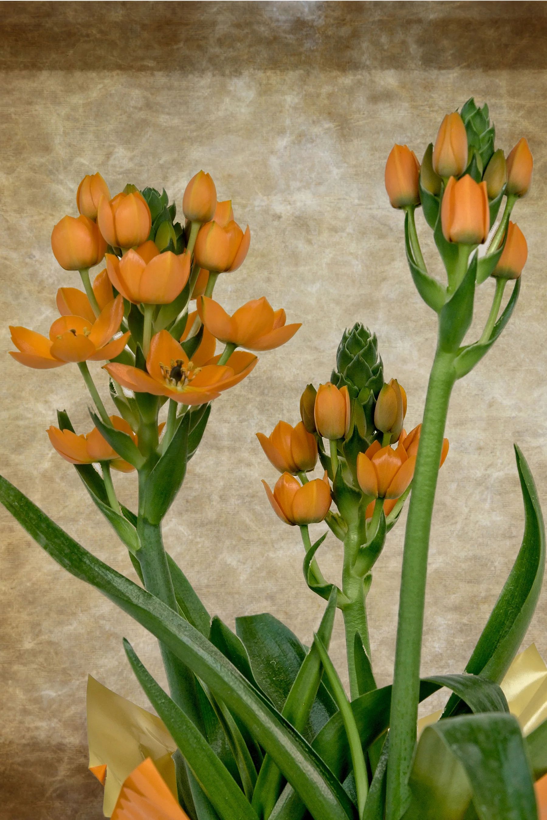 Tulip Miniature 1  April 20  2017_DSC3947 copy.jpg