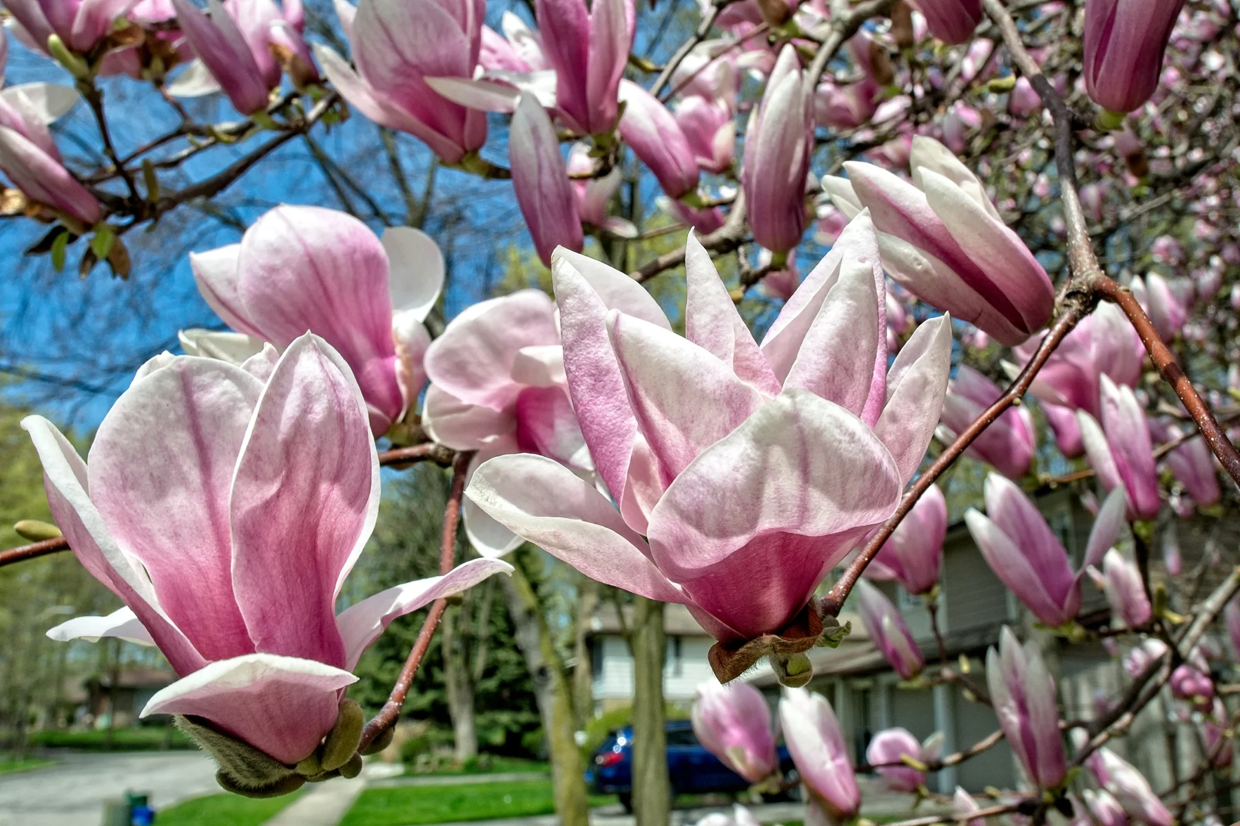 Magnolia 3   April 28  2017_DSC4070 copy1.jpg
