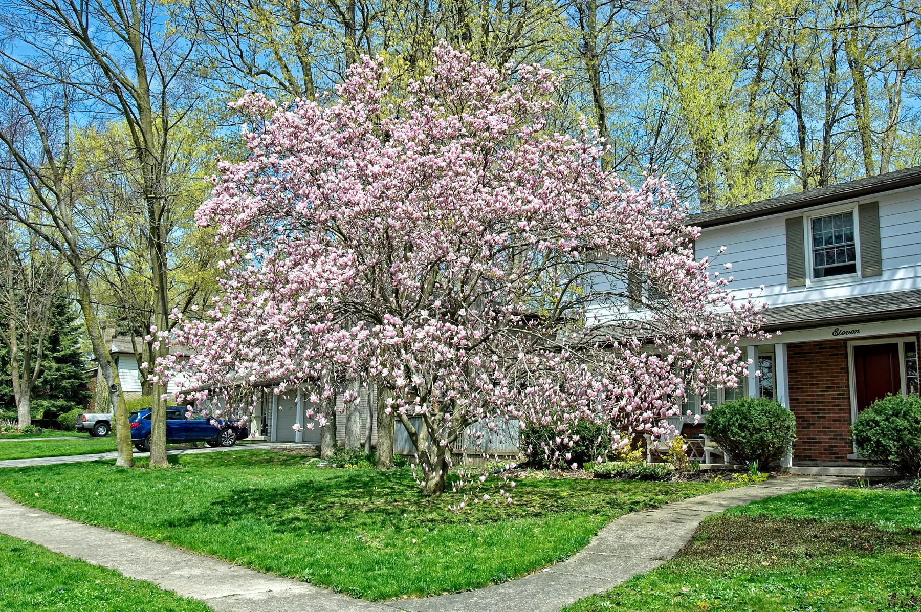Magnolia 1 April 28  2017_DSC4067 copy.jpg