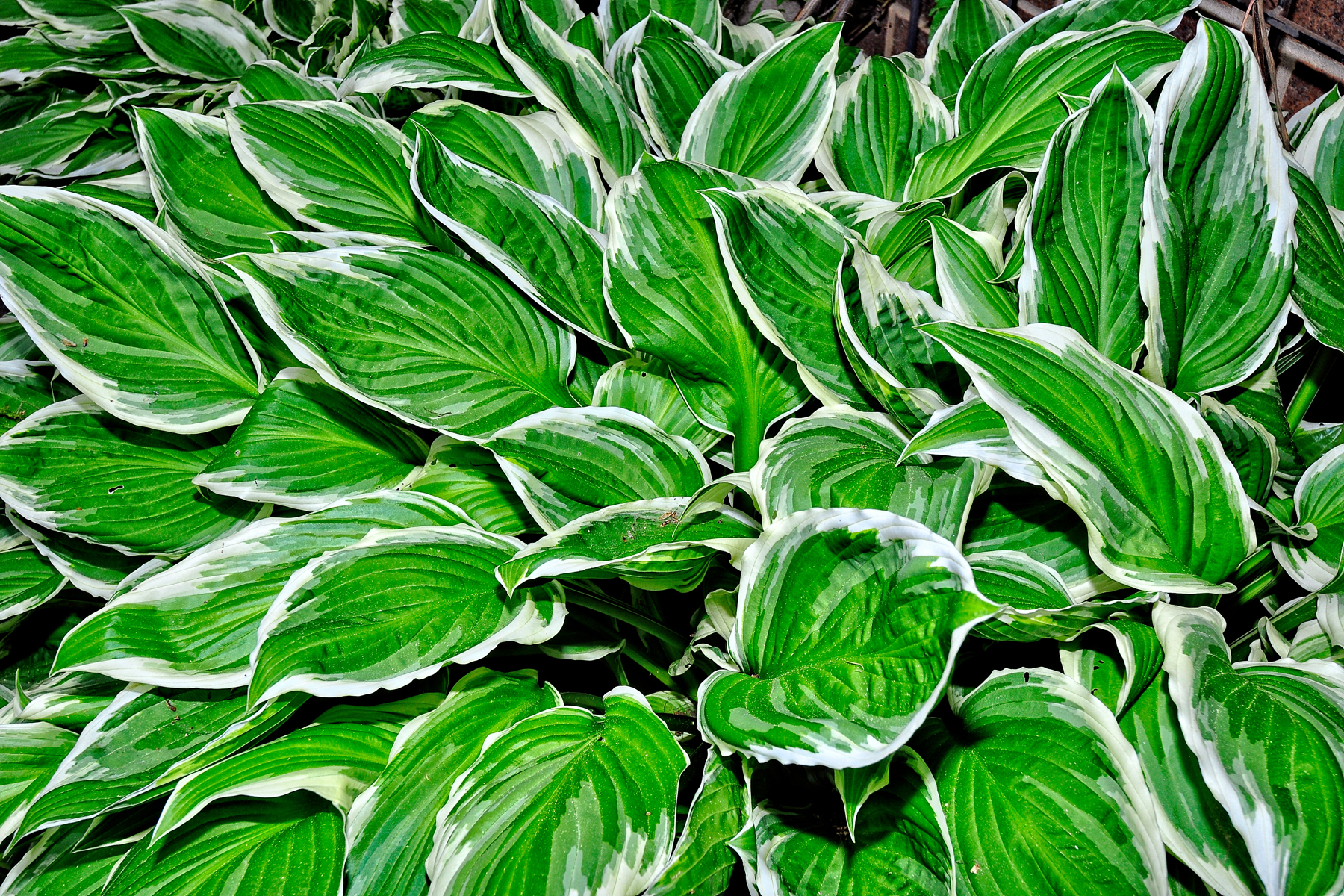 Hosta   May 29    2017_DSC4391 copy.jpg