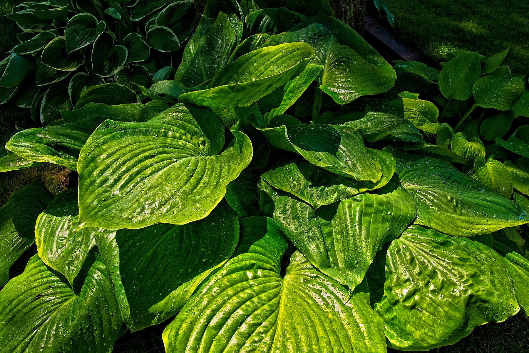 Hosta    1  Jun 3      2017_DSC4433 copy-1.jpg