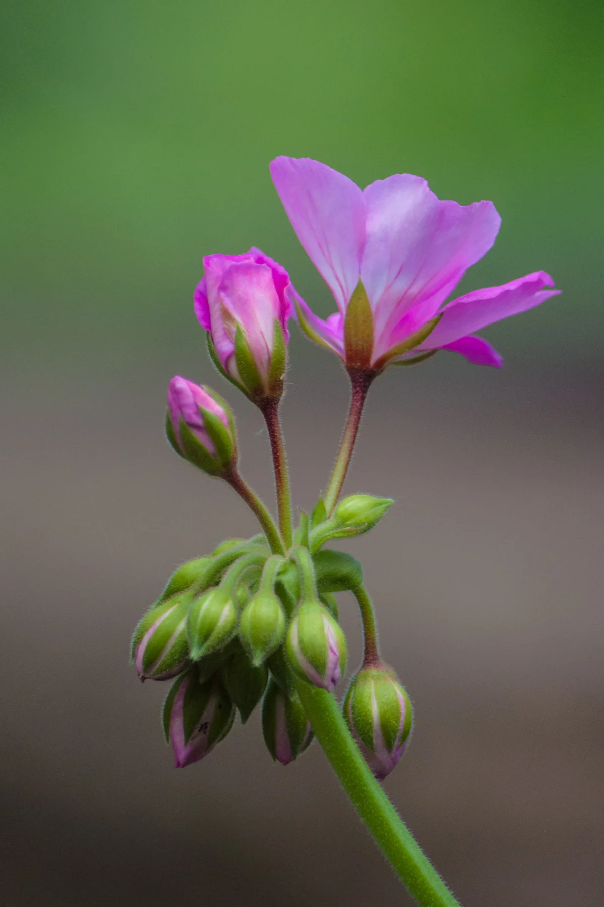 Red Flower 2  July 2_DSC4514 copy.jpg