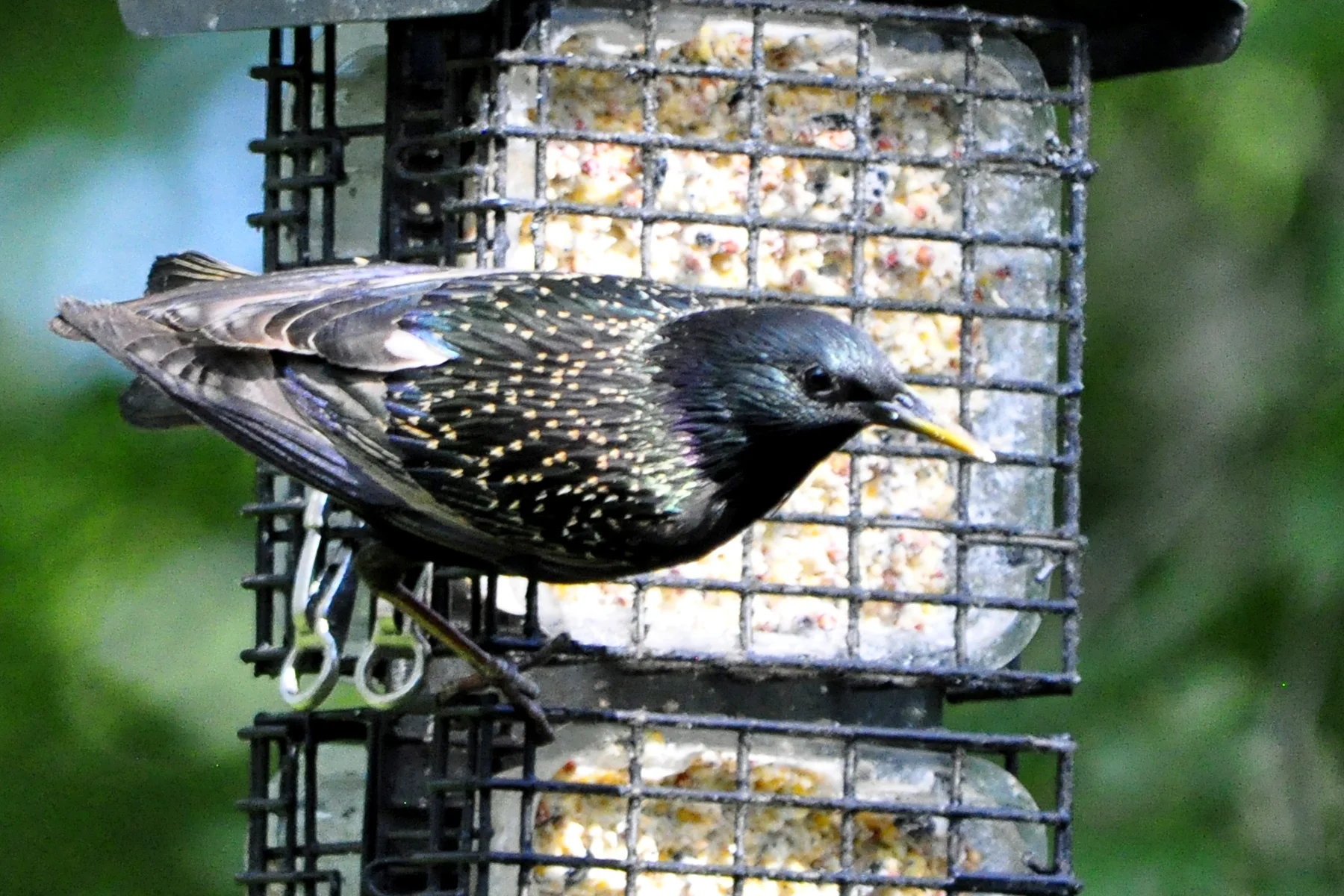 Starling _DSC4509.jpg