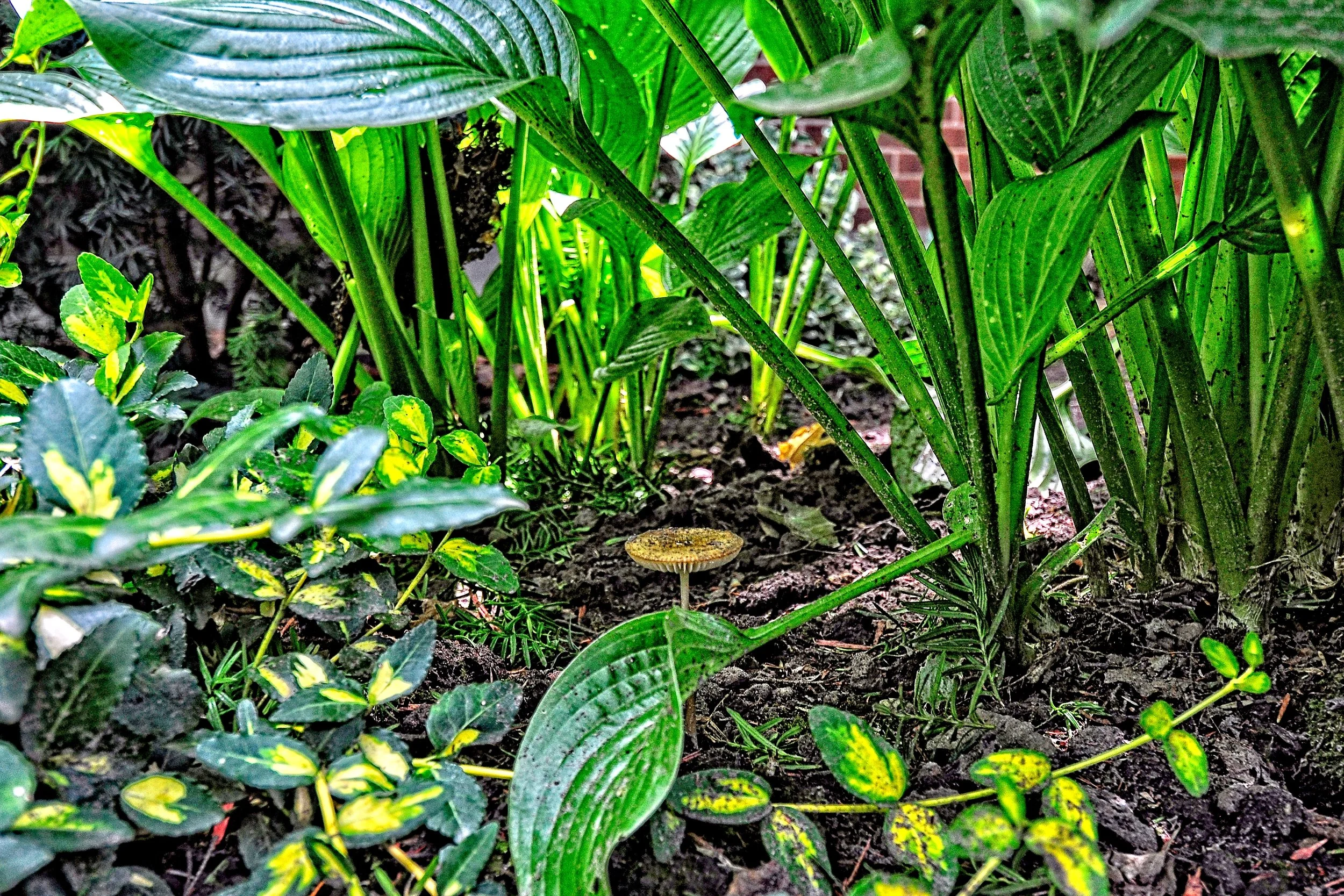 Mushroom 3   June 28_DSC4465 copy.jpg