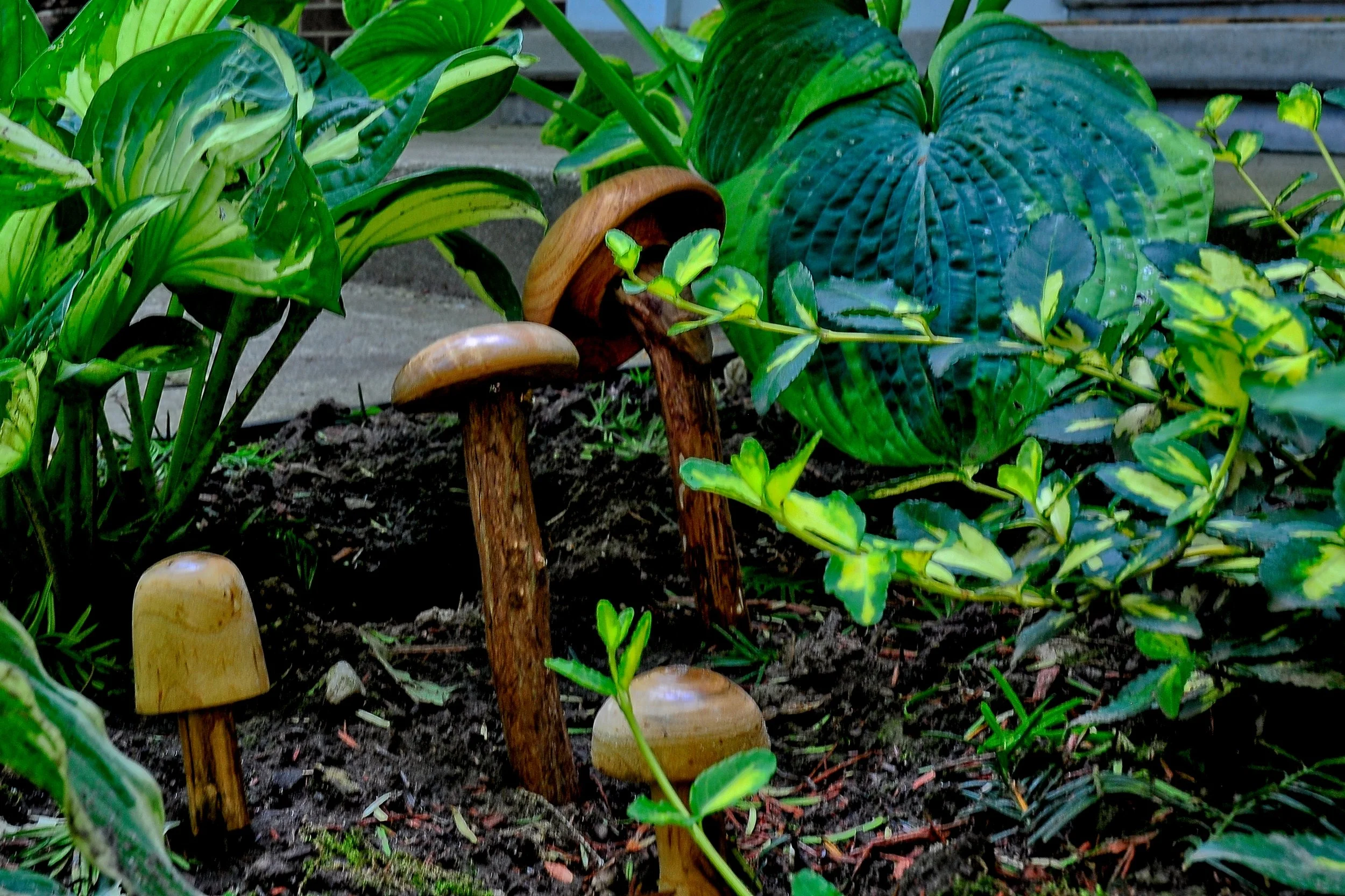Mushroom   June 28_DSC4481 copy.jpg