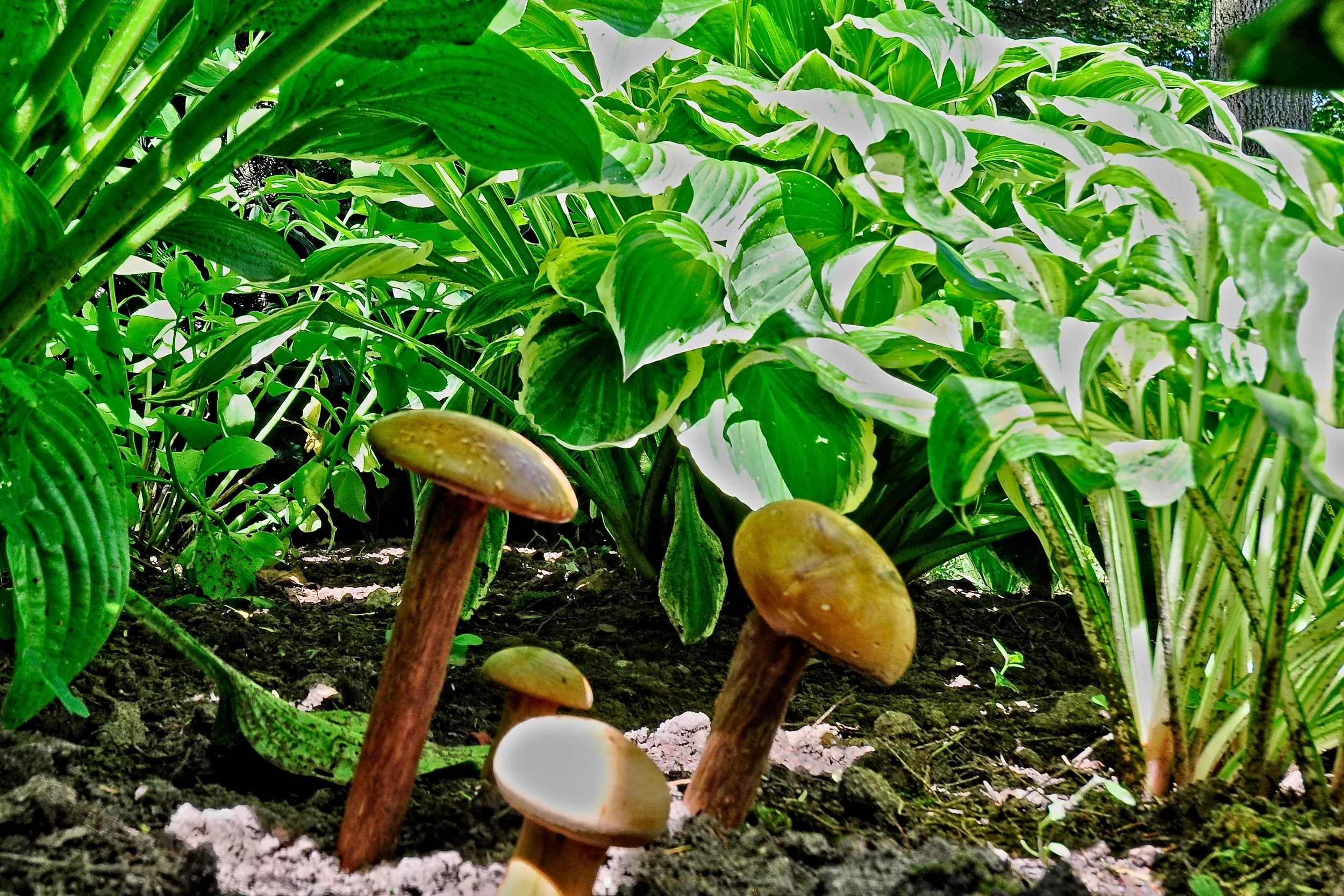Mushroom 2   June 28_DSC4482 copy1.jpg