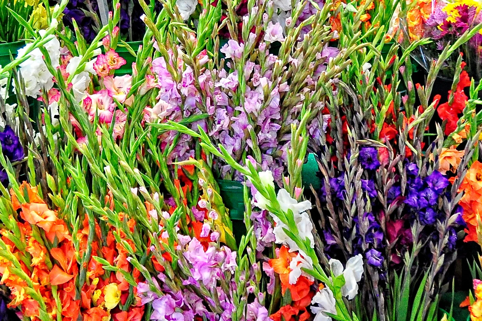 Gladiolus at the market _DSC4599 copy.jpg