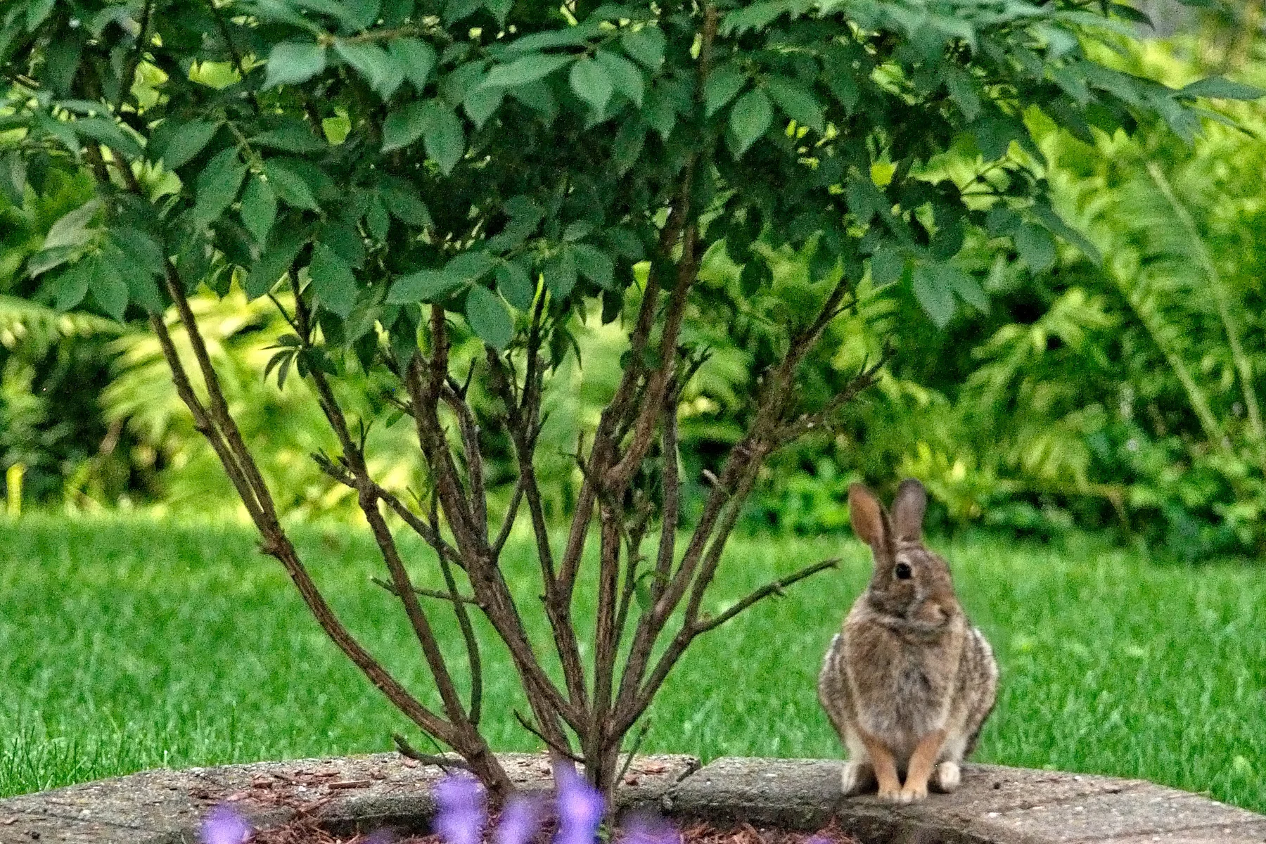 Bertie Bunny and the Burning Bush _DSC4756 copy.jpg