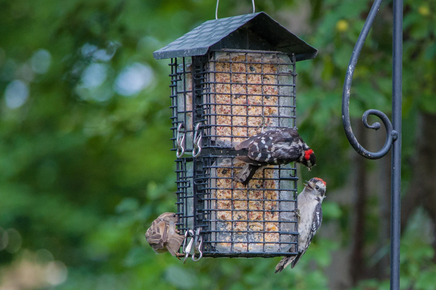 Downey Woodpecker feeding 2_DSC4439Resize.jpg