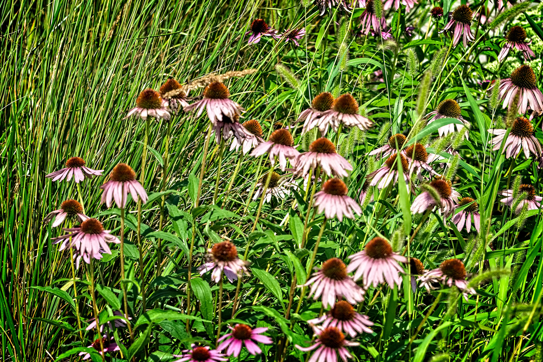 Echinacea  Aug 20 _DSC4571 copyResize.jpg