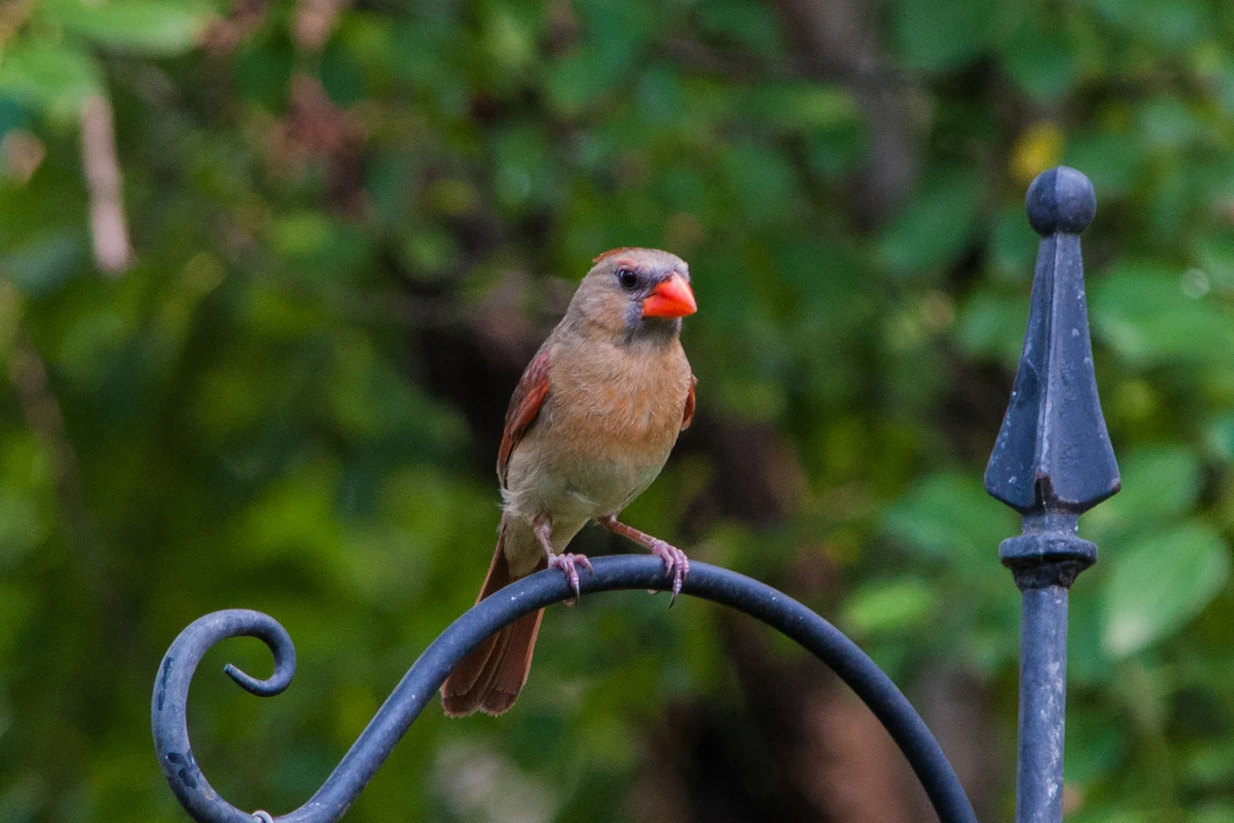 Female Cardianl _DSC4418Resize.jpg