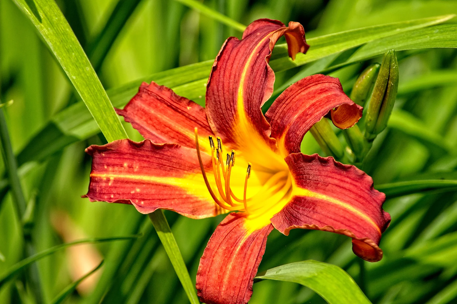 Day Lily 1 _DSC4753 copyResize.jpg