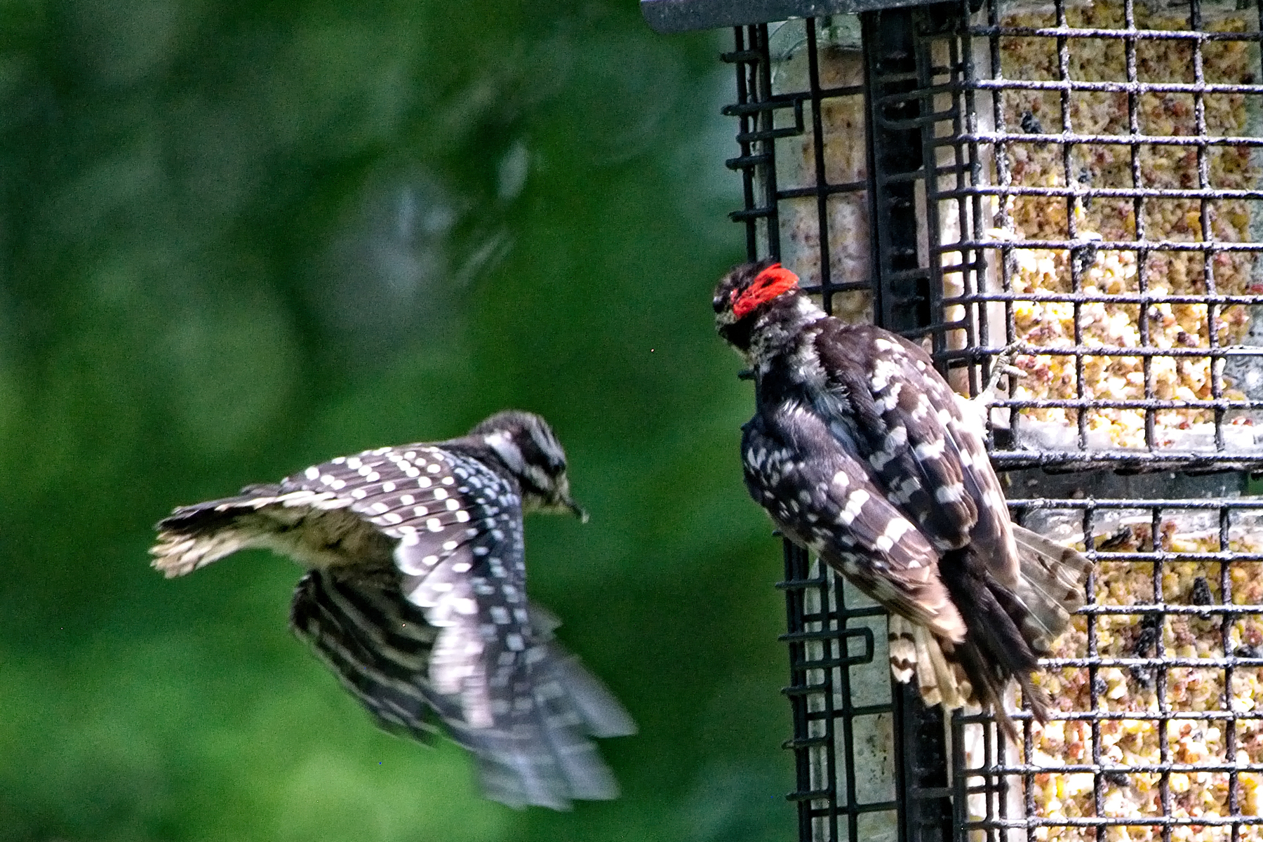 Woodpeckers  Pair   _DSC4738 copyResize.jpg