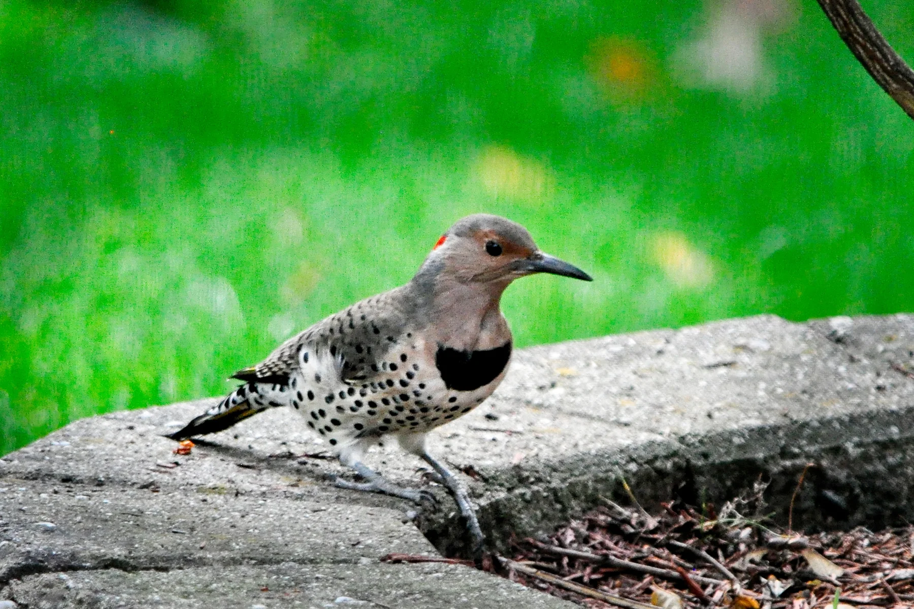 Northern Flicker 1_DSC4798 copyResize.jpg