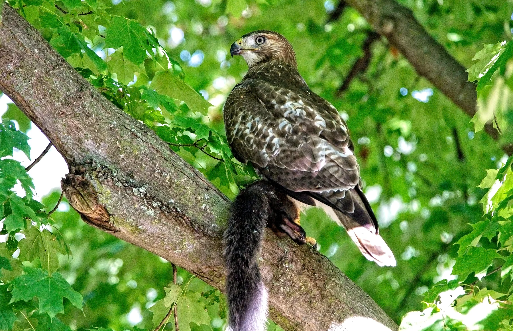Coopers Hawk 1     _DSC4861 copyResize.jpg