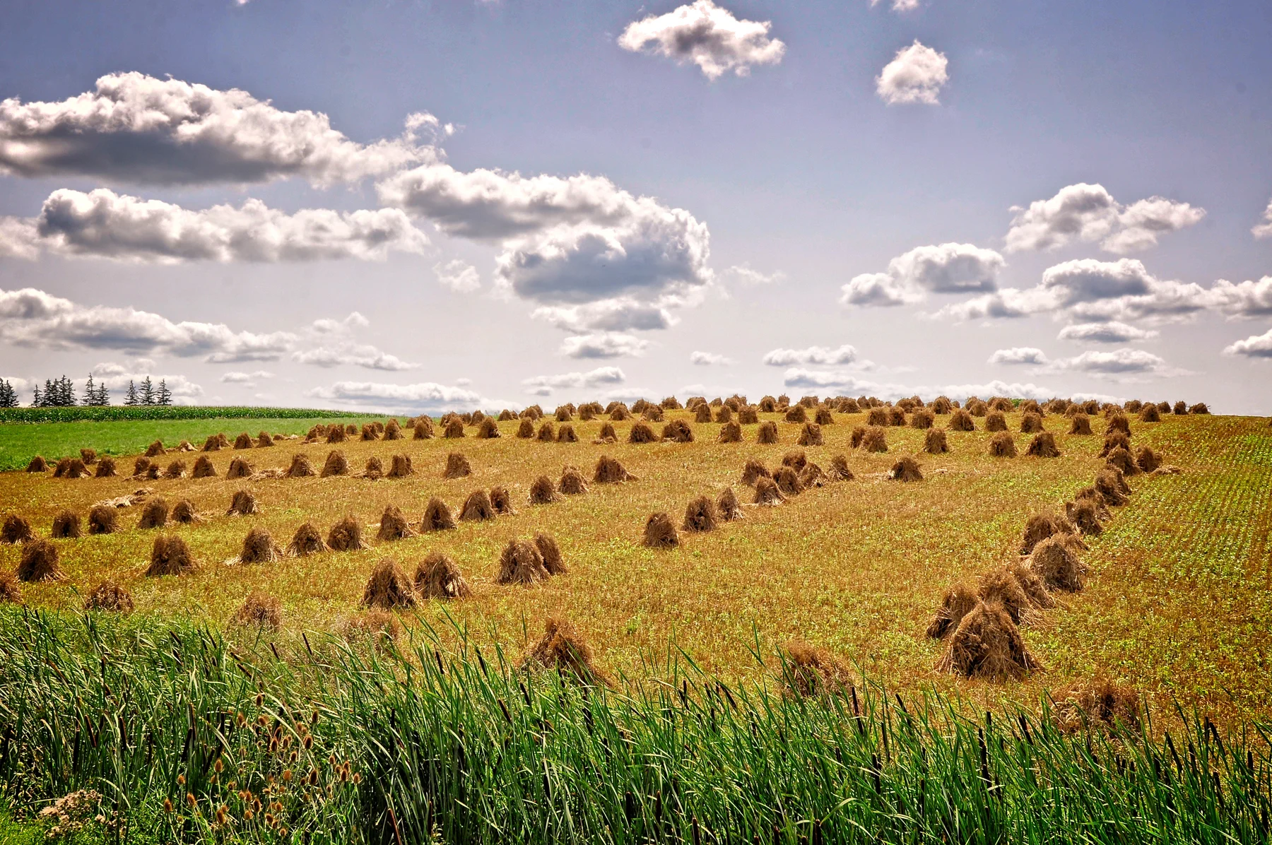 Mennonite Farming Stooks _DSC4659 copyResize.jpg