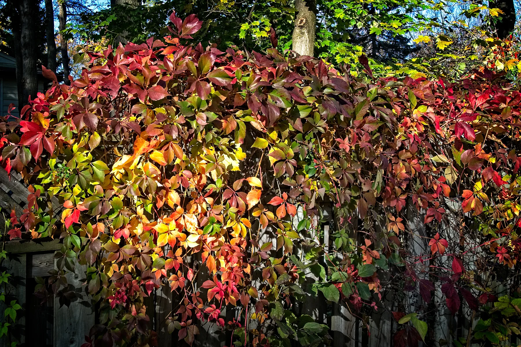Fall Coloured Vines  1 _DSC4631 copyResize.jpg