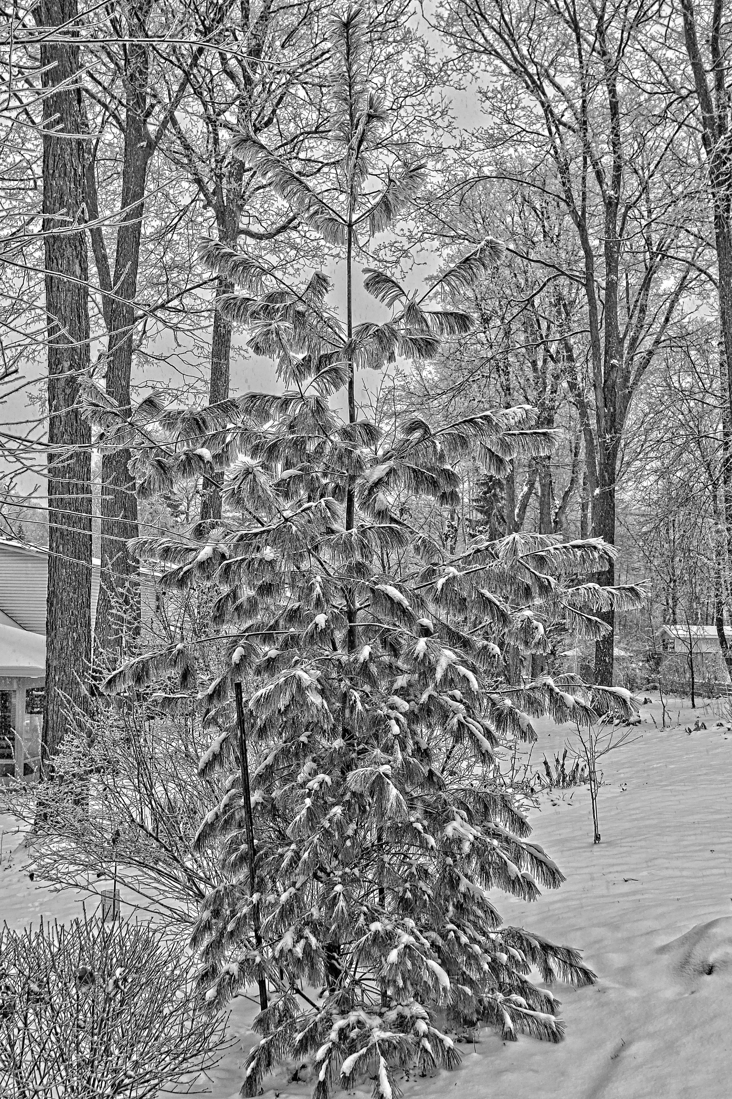 Bob and Brenda Spruce _DSC4623.jpg