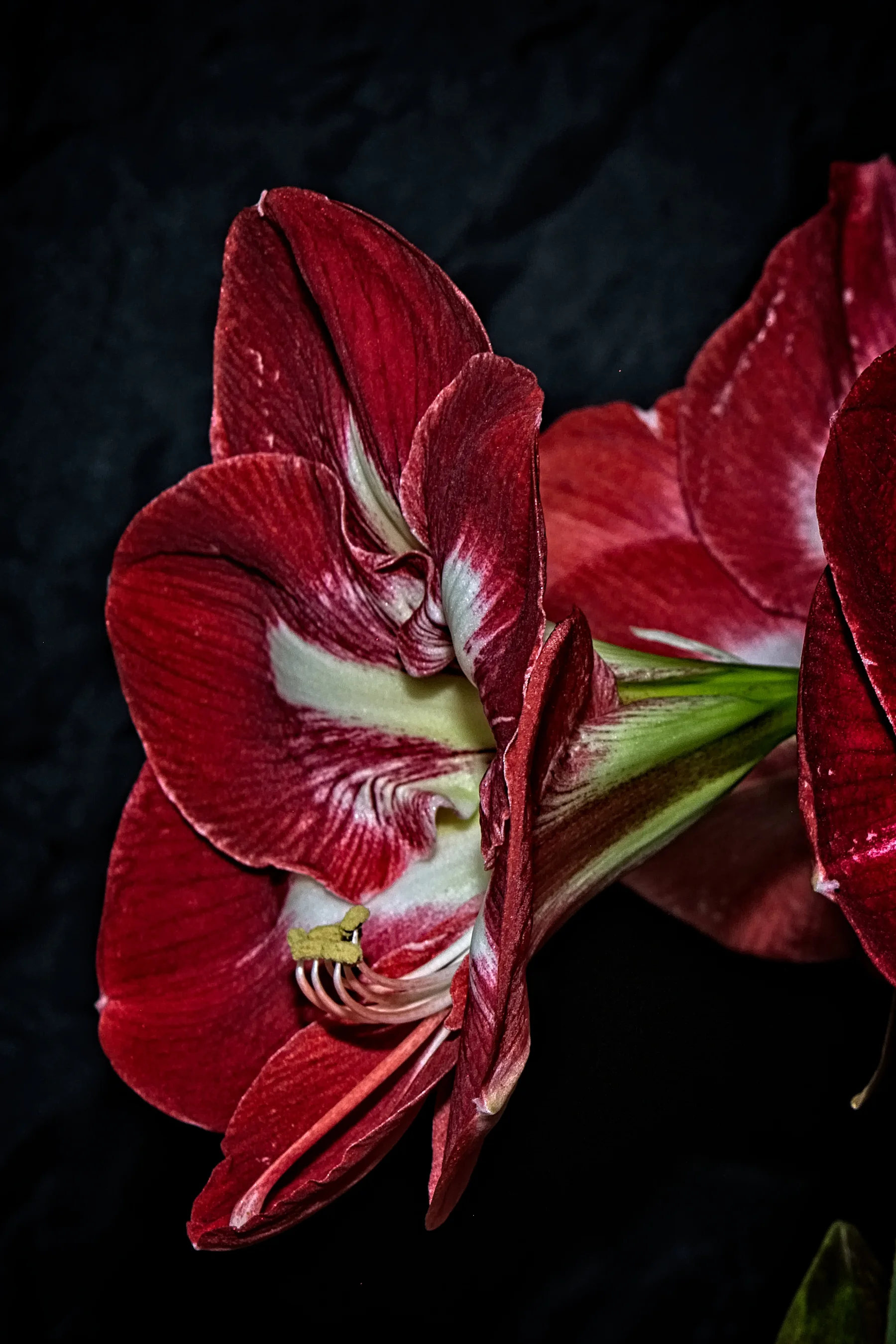 Full Bloom  3 _DSC4758Resize.jpg