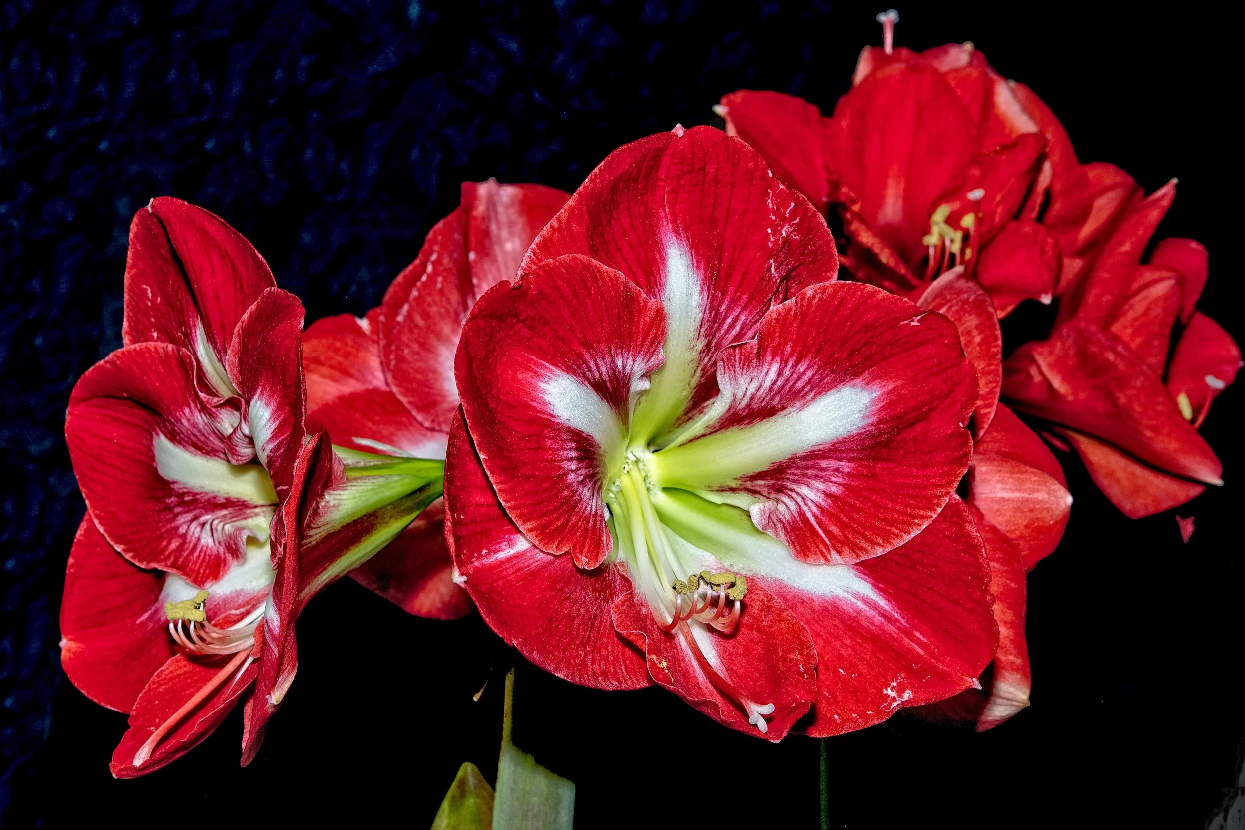 Full Bloom  2 _DSC4758.jpg