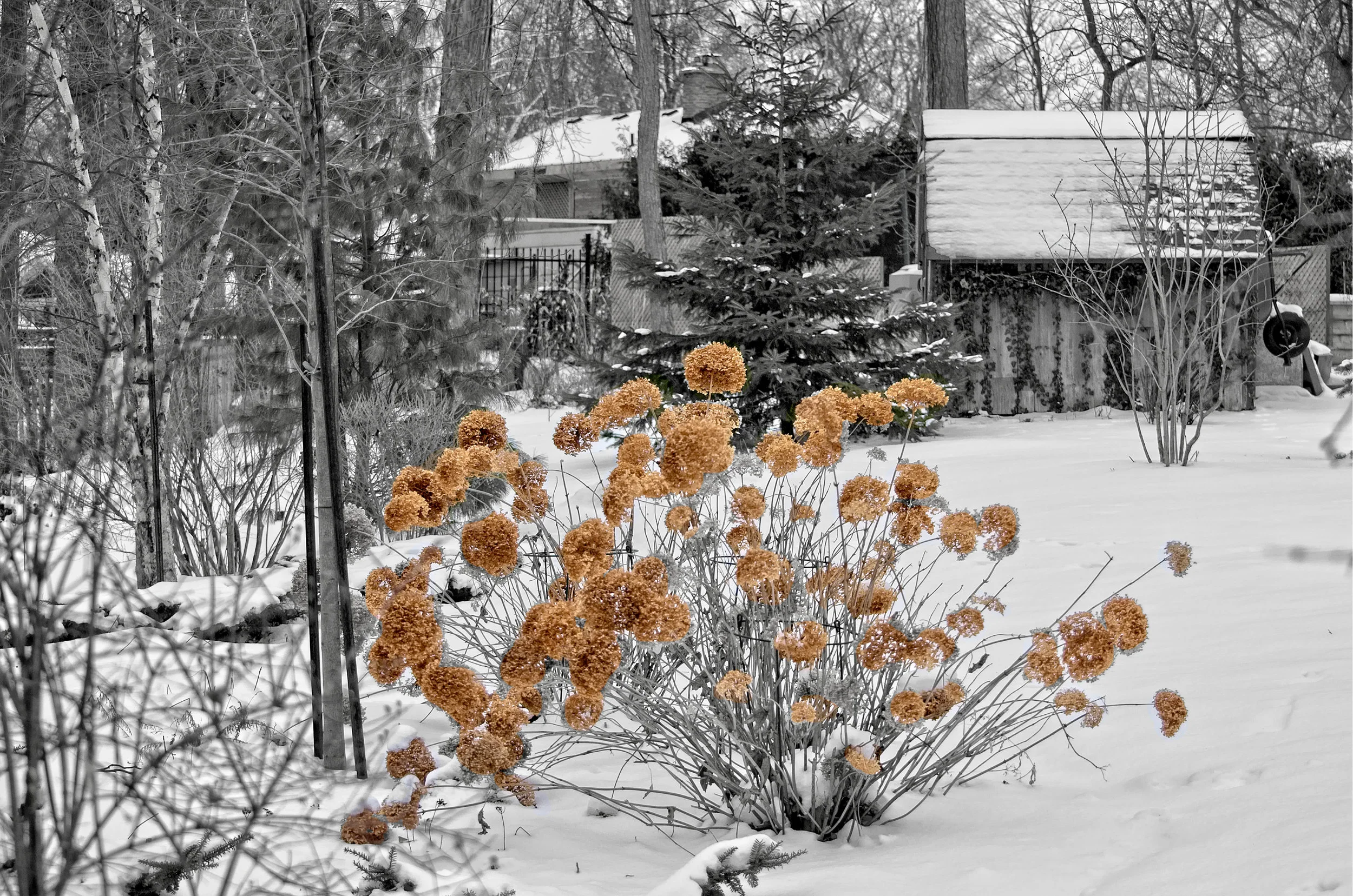 Winter Hydrangea BW  _DSC4934.jpg