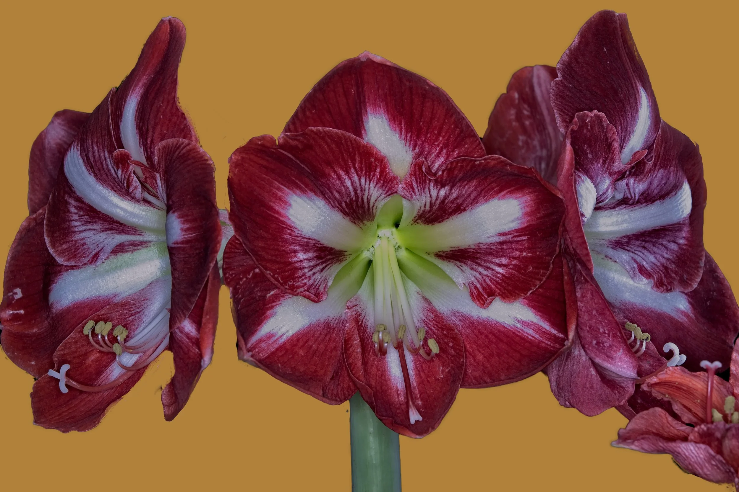 Amaryllis 19 _DSC4845.jpg
