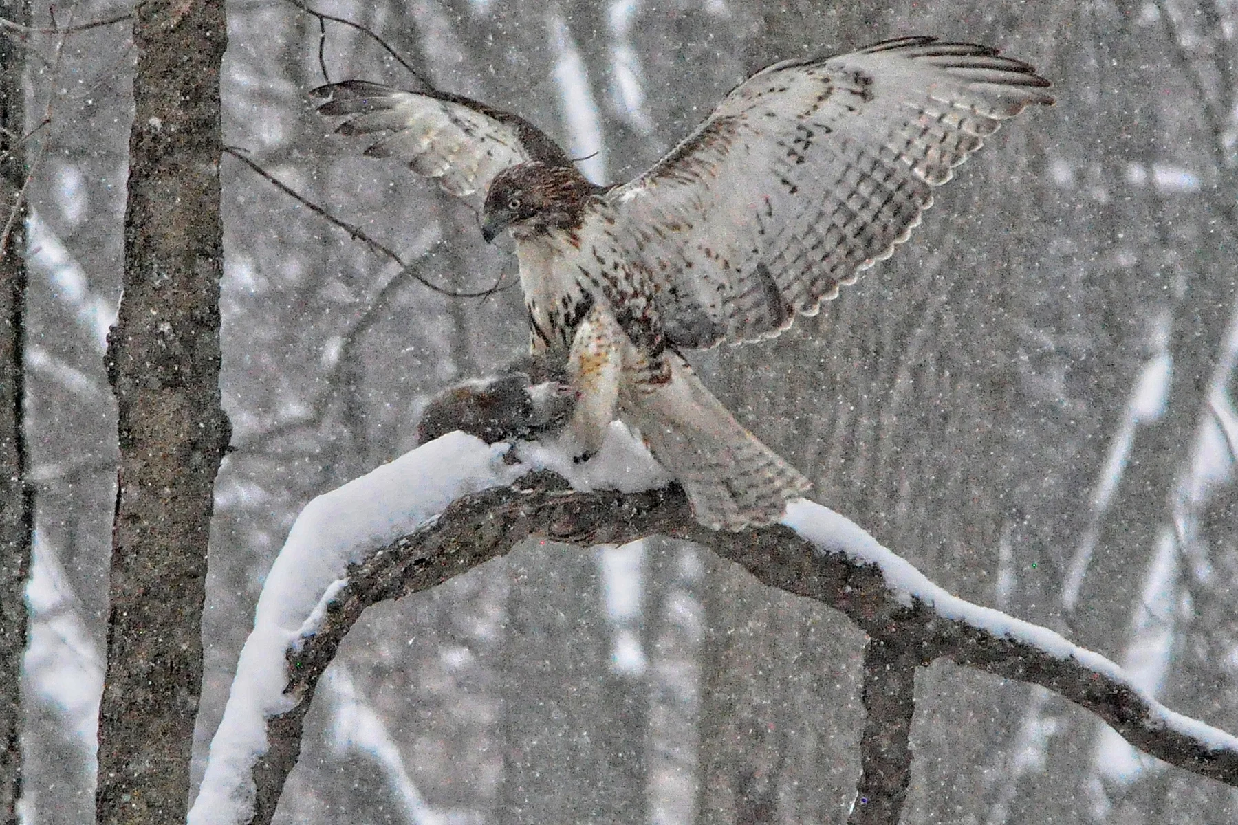 Hawk  Hunting  6 _DSC0019Resize.jpg