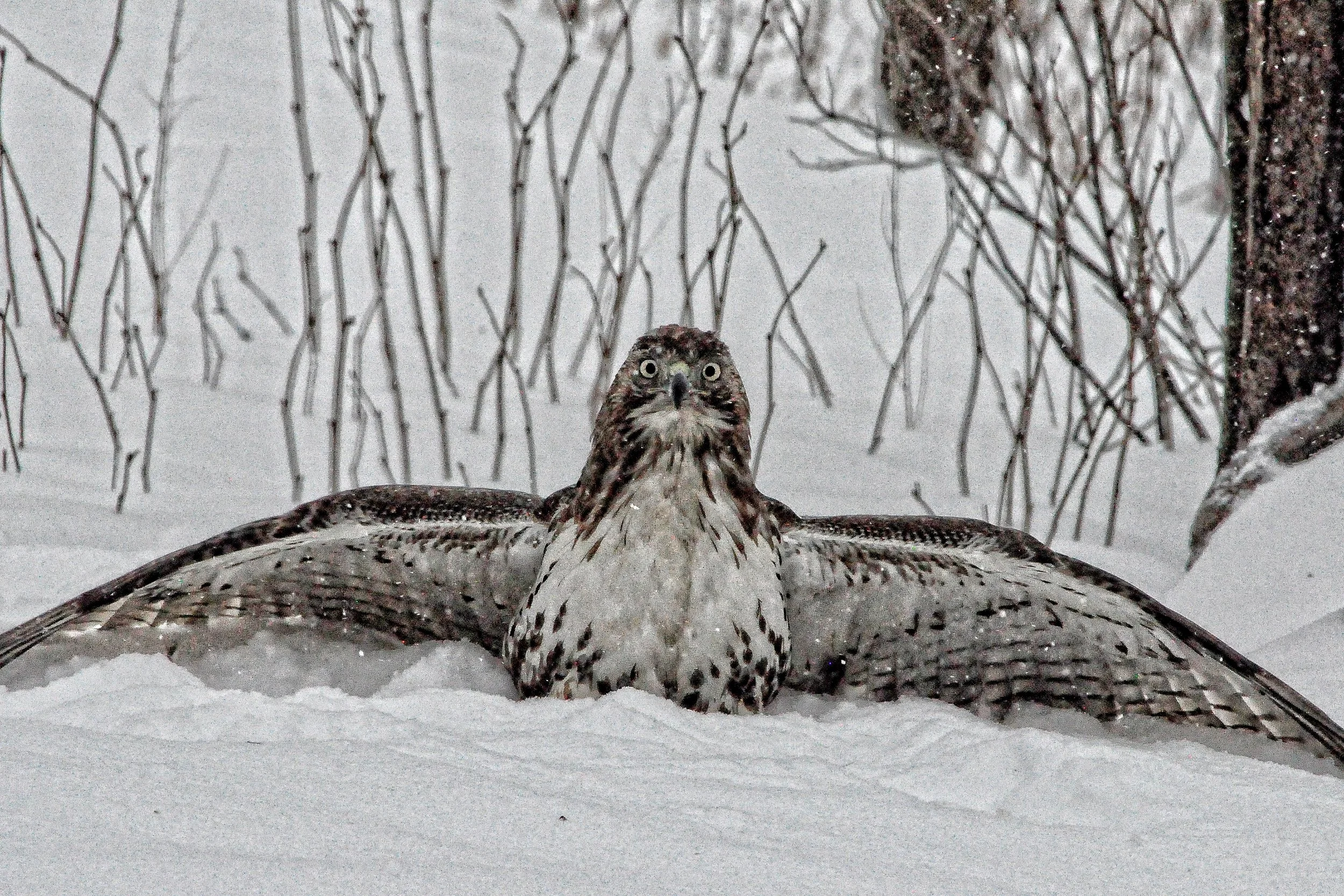 Hawk  Hunting  2  _DSC0005.jpg