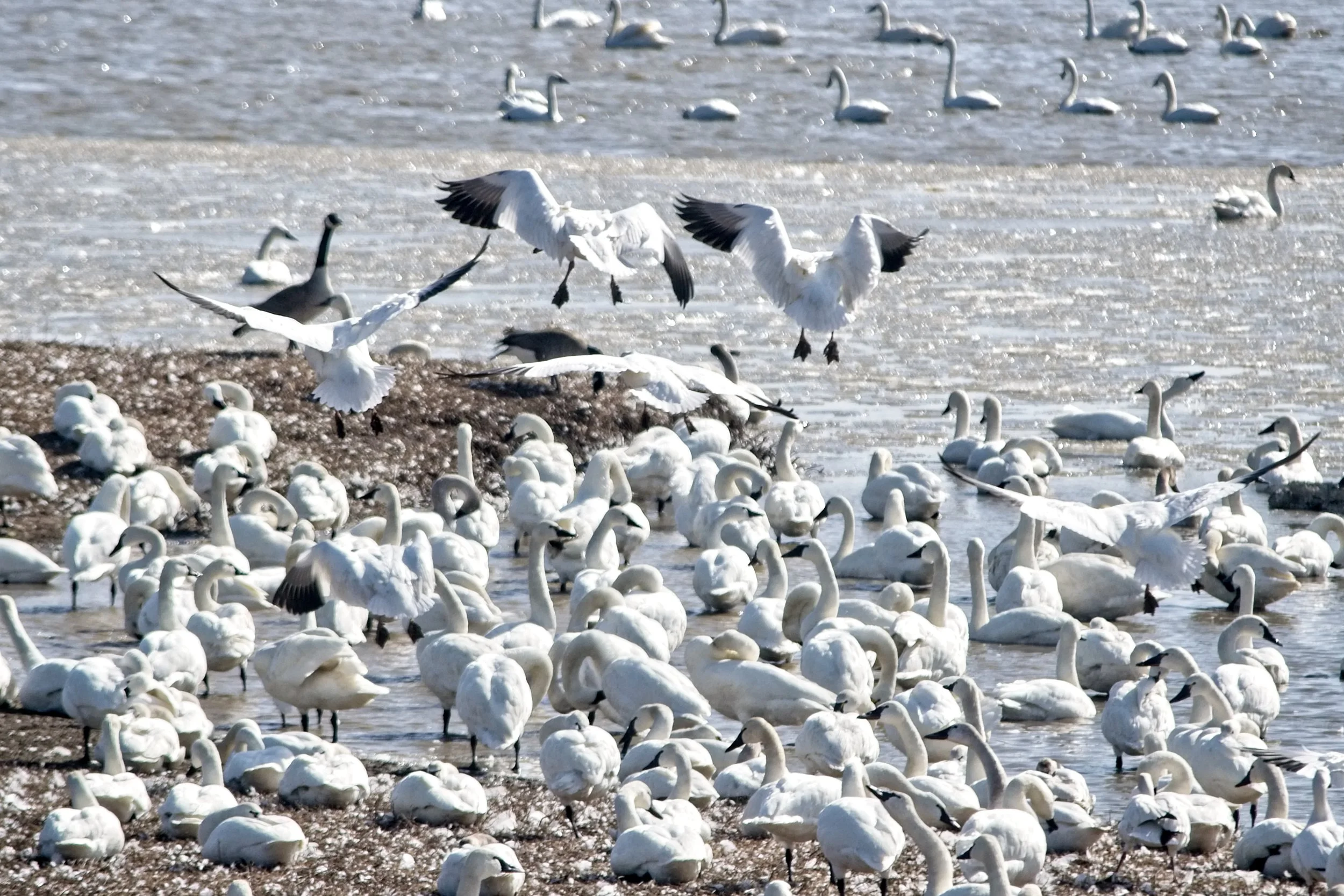 Snow Geese Taking Off 1   _DSC0200.jpg