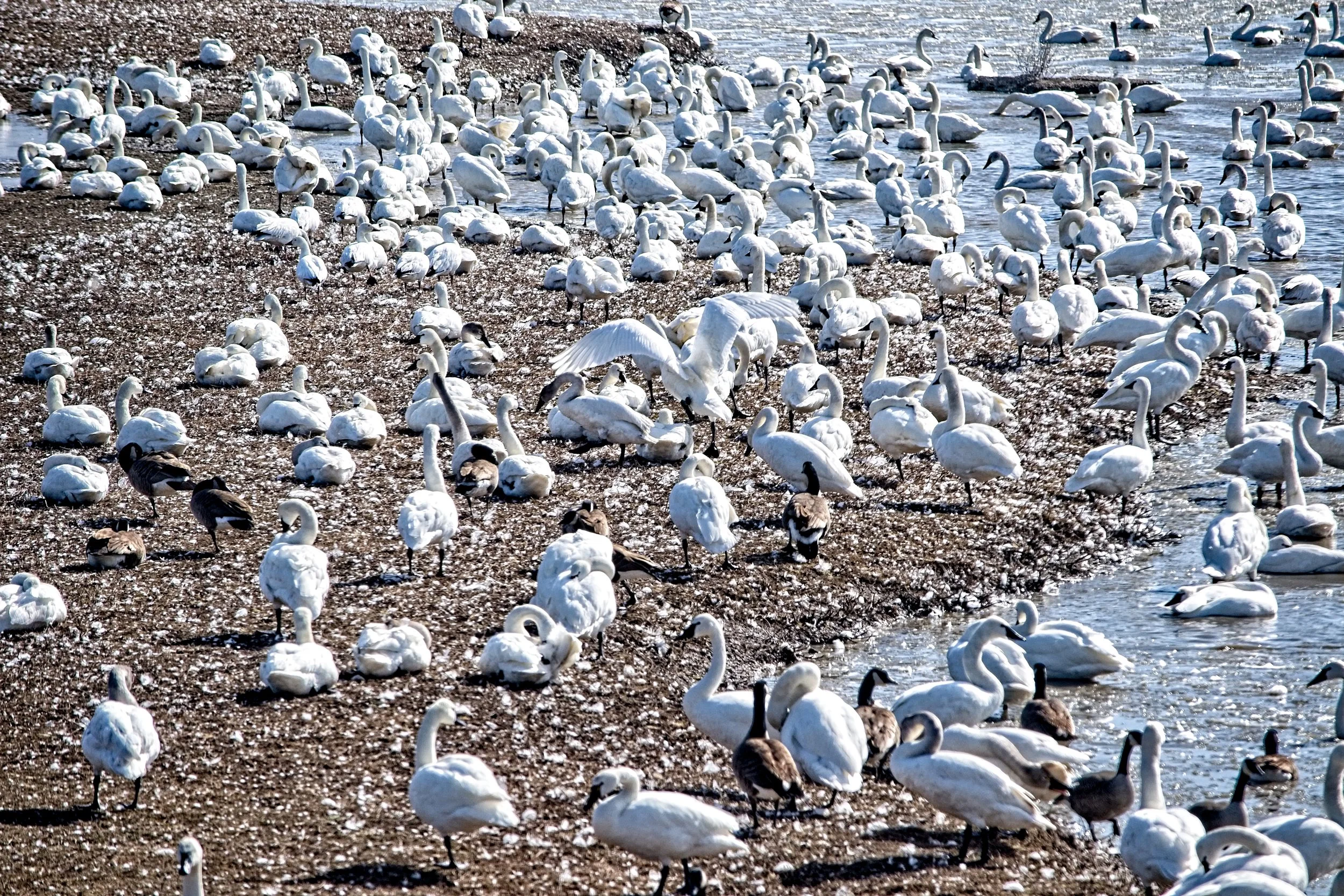 Tundra Swans  2 _DSC0208.jpg