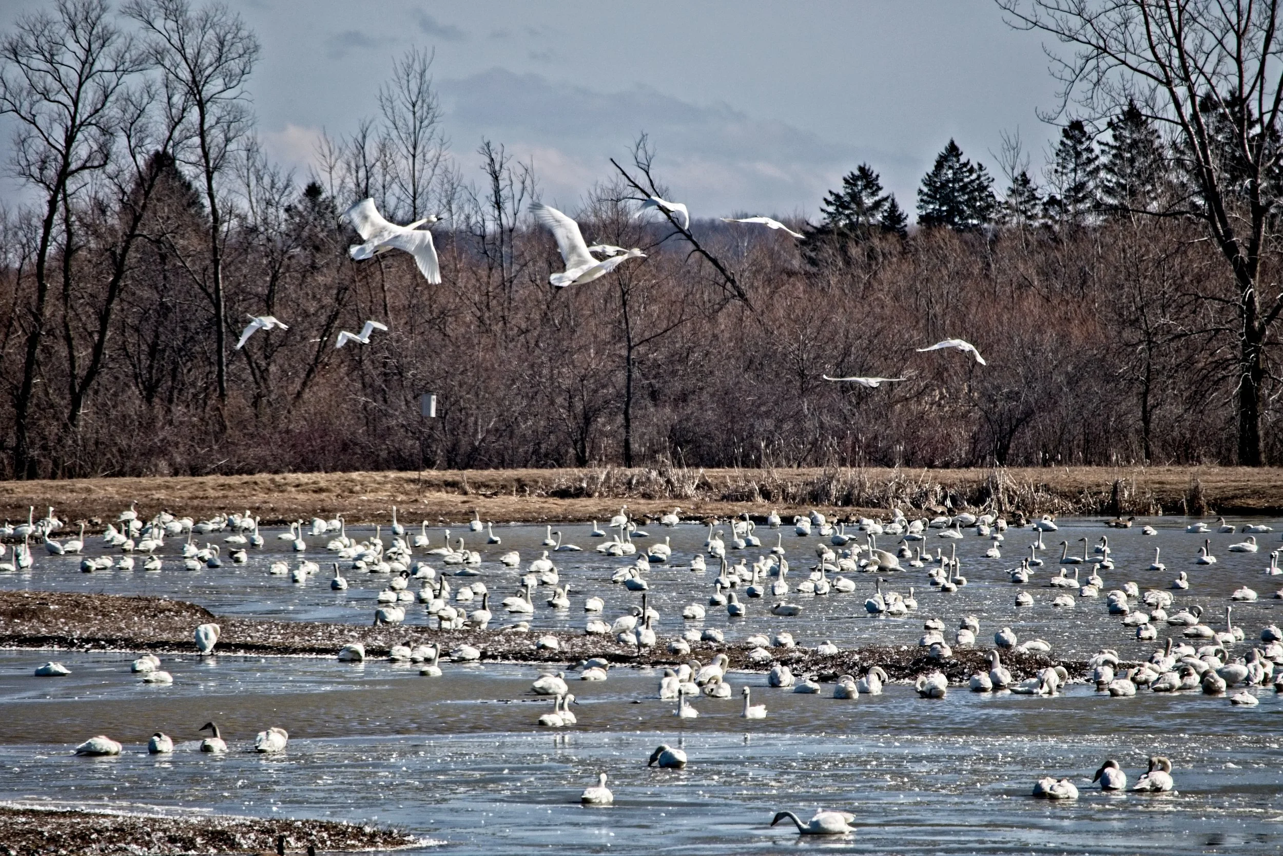 Tundra Swans  3  _DSC0214.jpg