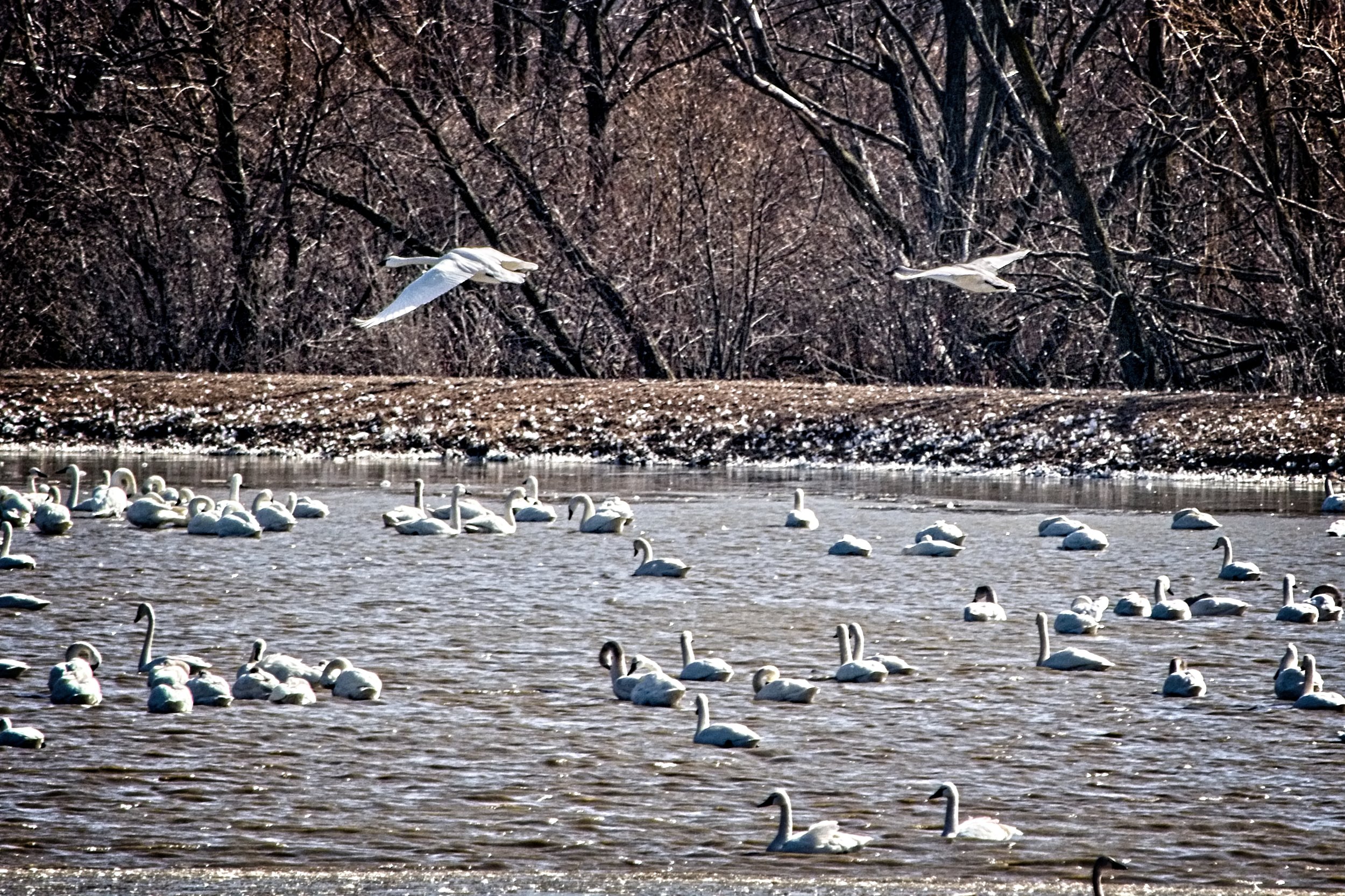 Tundra Swans 4 _DSC0183.jpg