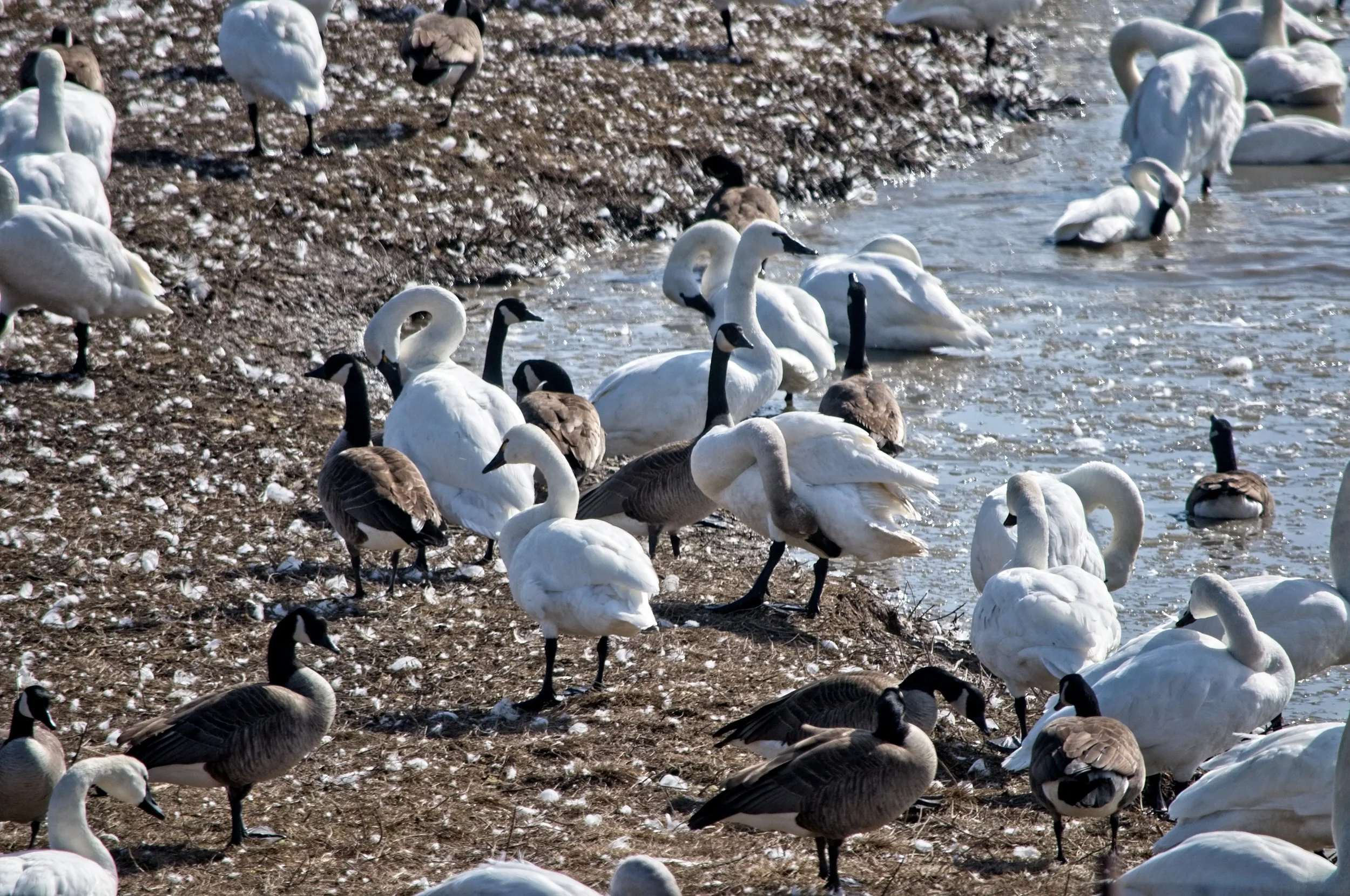 Tundra Swans and Canada Geese _DSC0205.jpg