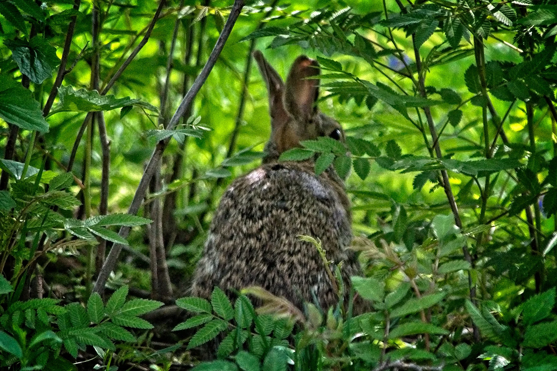 Rabbit under feeder 2   _DSC0873Resize.jpg