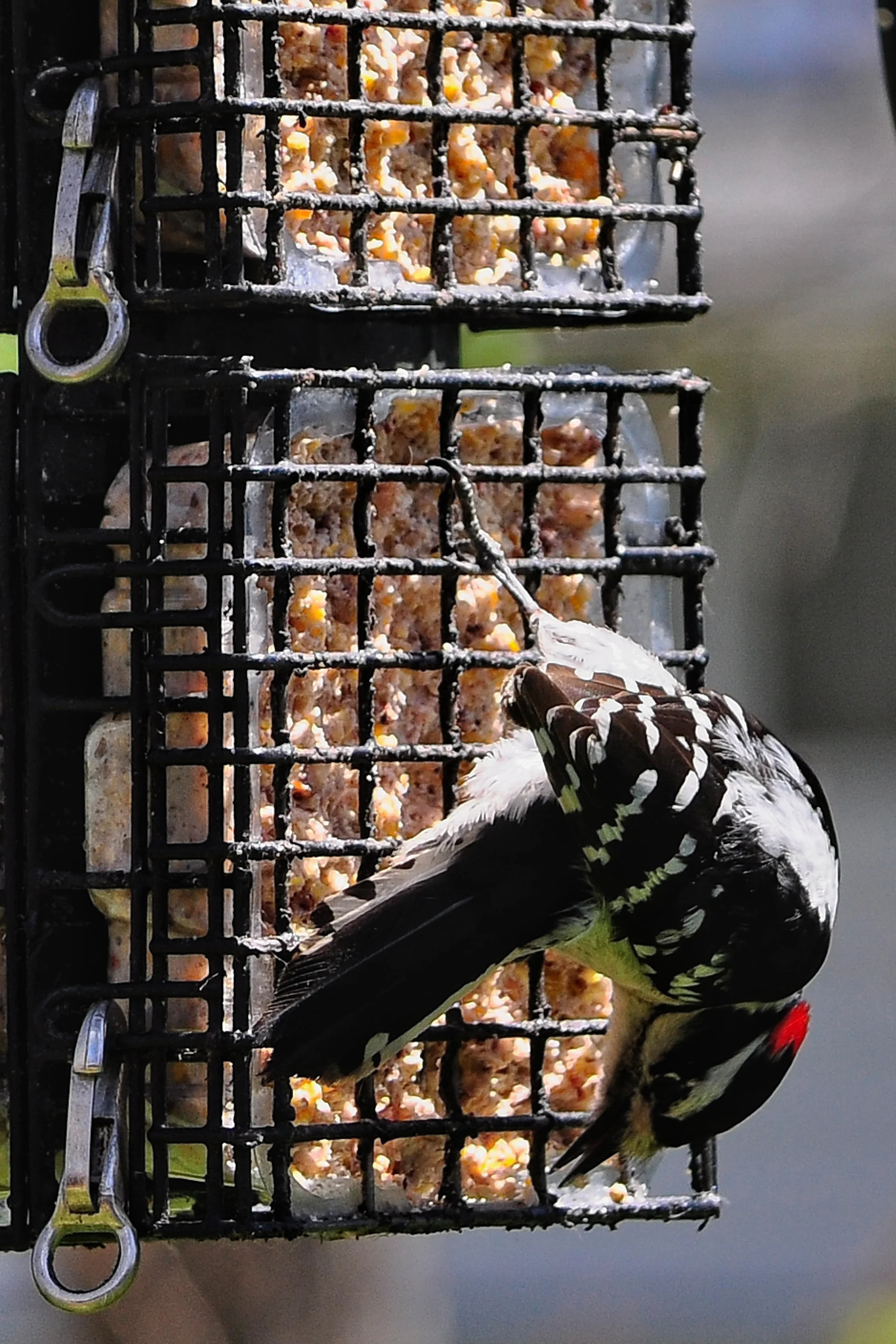 Downey Woodpecker 2 _DSC0779Resize.jpg