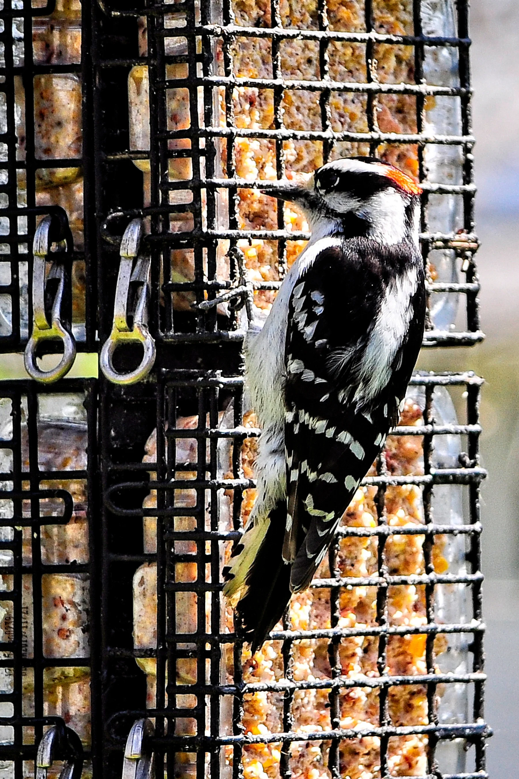 Downey Woodpecker 1 _DSC0754Resize.jpg