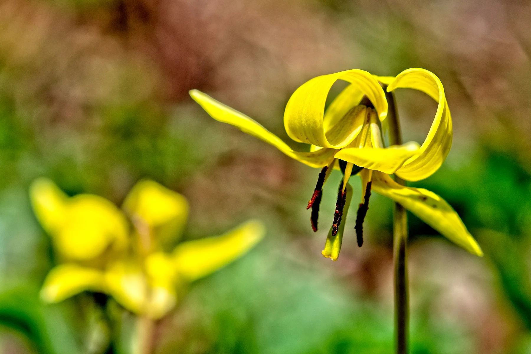 Trout Lily  1 _DSC0739Resize.jpg