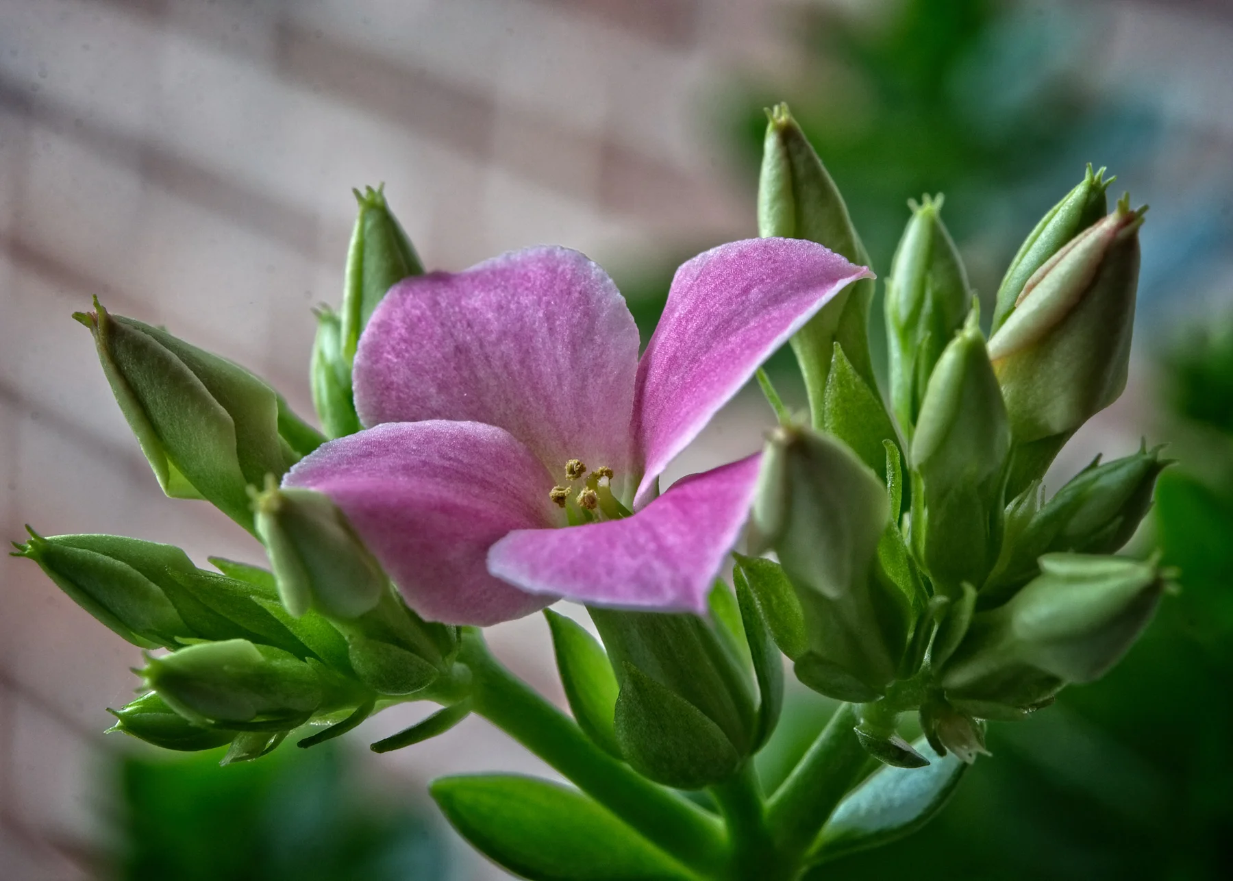 Money Tree Blossom  _DSC0121Resize.jpg