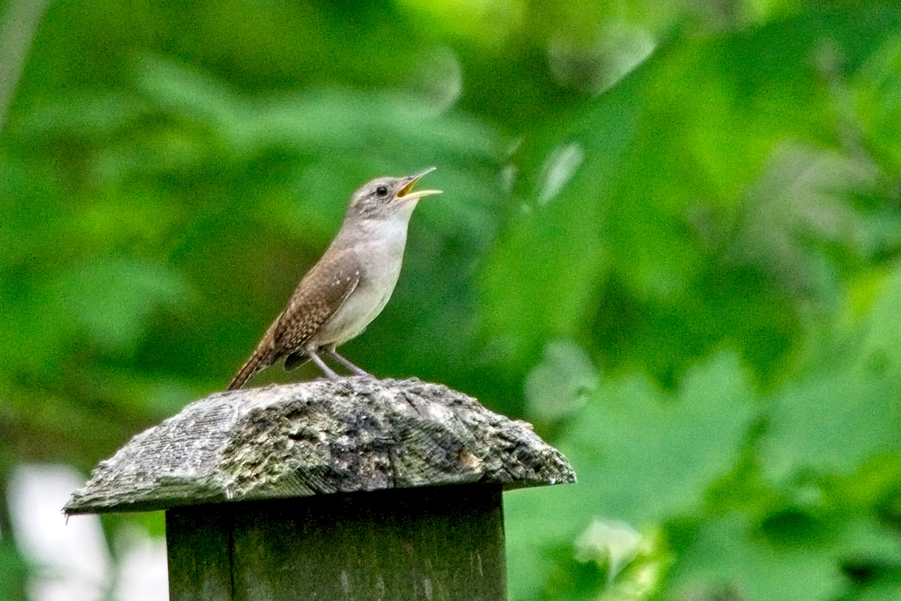 Wren 1 _DSC0972Resize.jpg