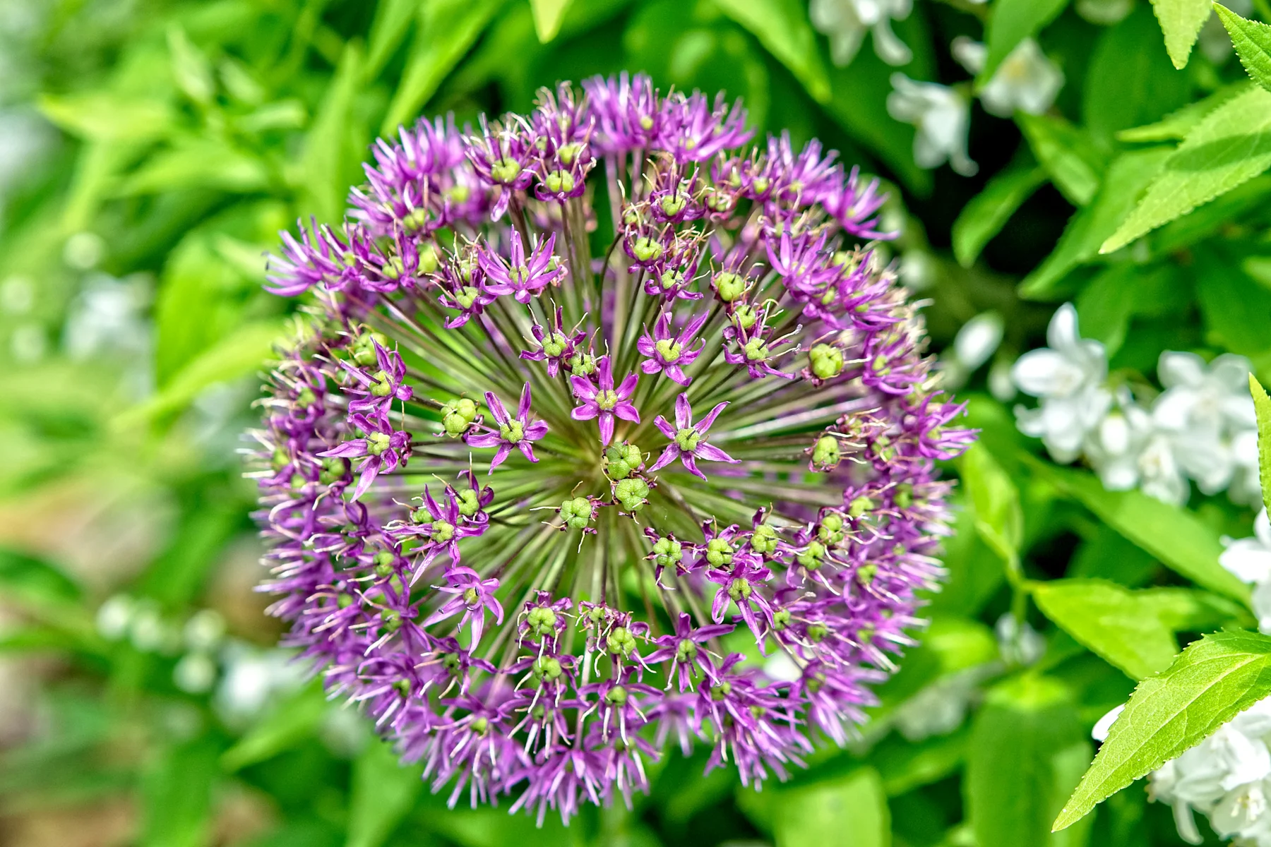 Allium 1_DSC0959Resize.jpg