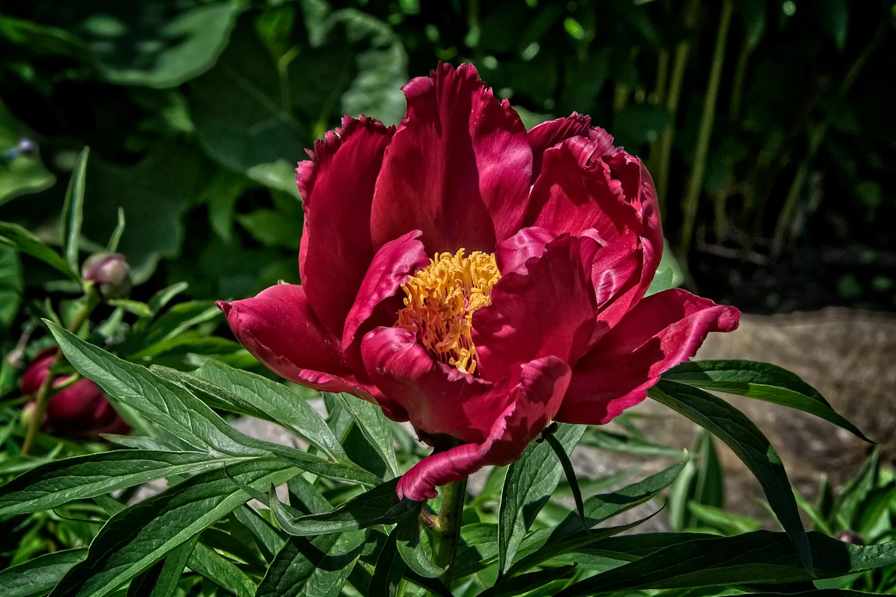 Mary's Peony 2 _DSC0957Resize.jpg