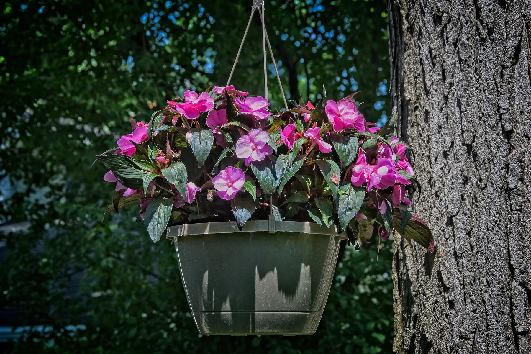 Hanging Basket _DSC0949Resize.jpg