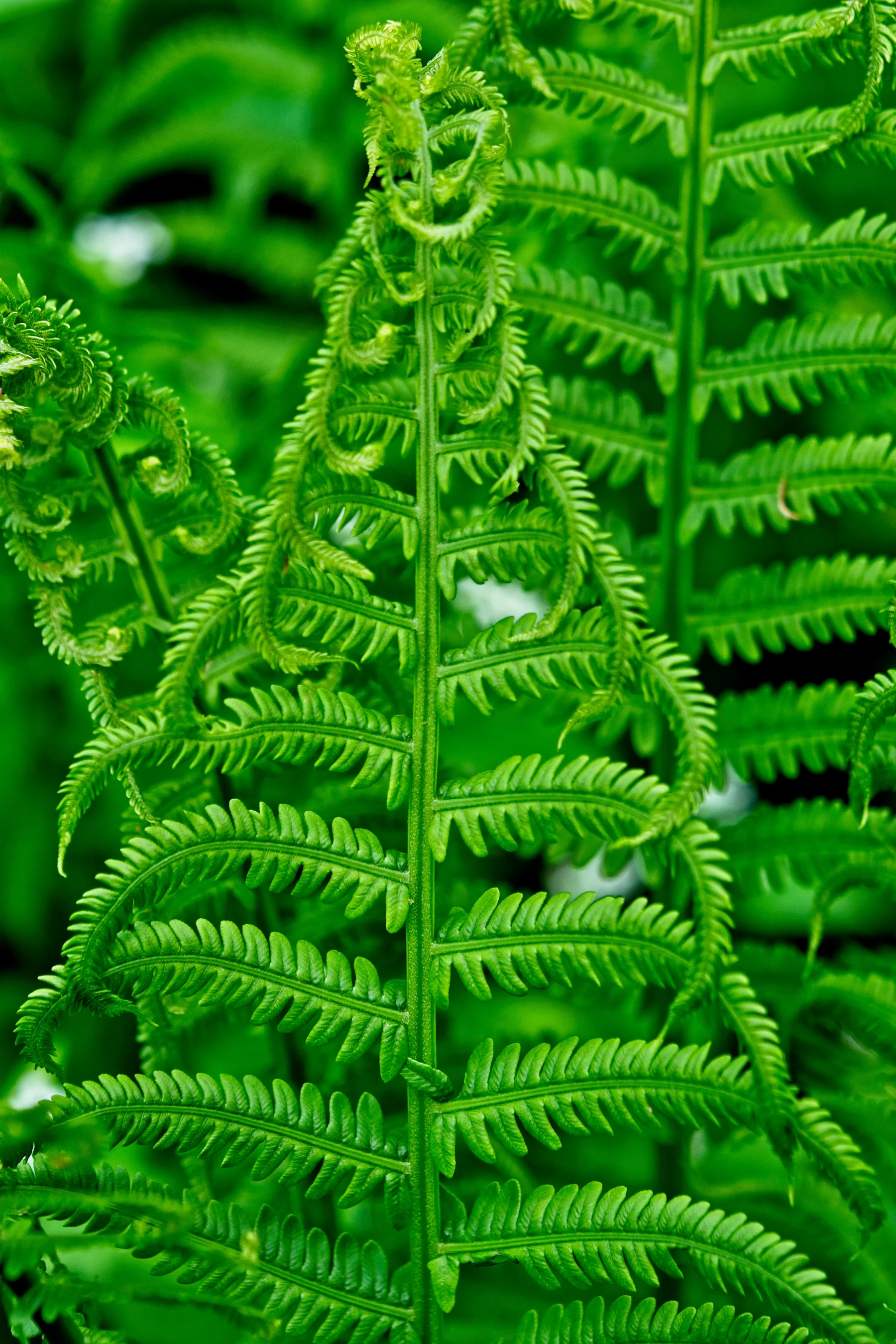 Fern Leaf 1  _DSC0931Resize.jpg