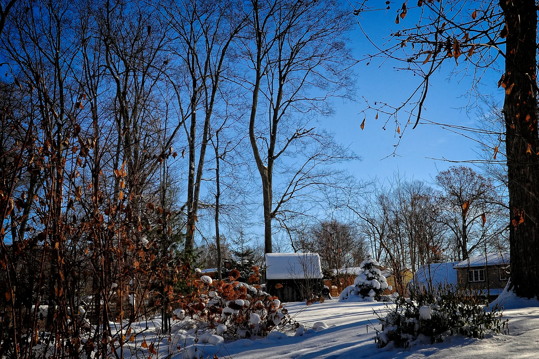 Winter Wonderland _DSC4649Resize.jpg