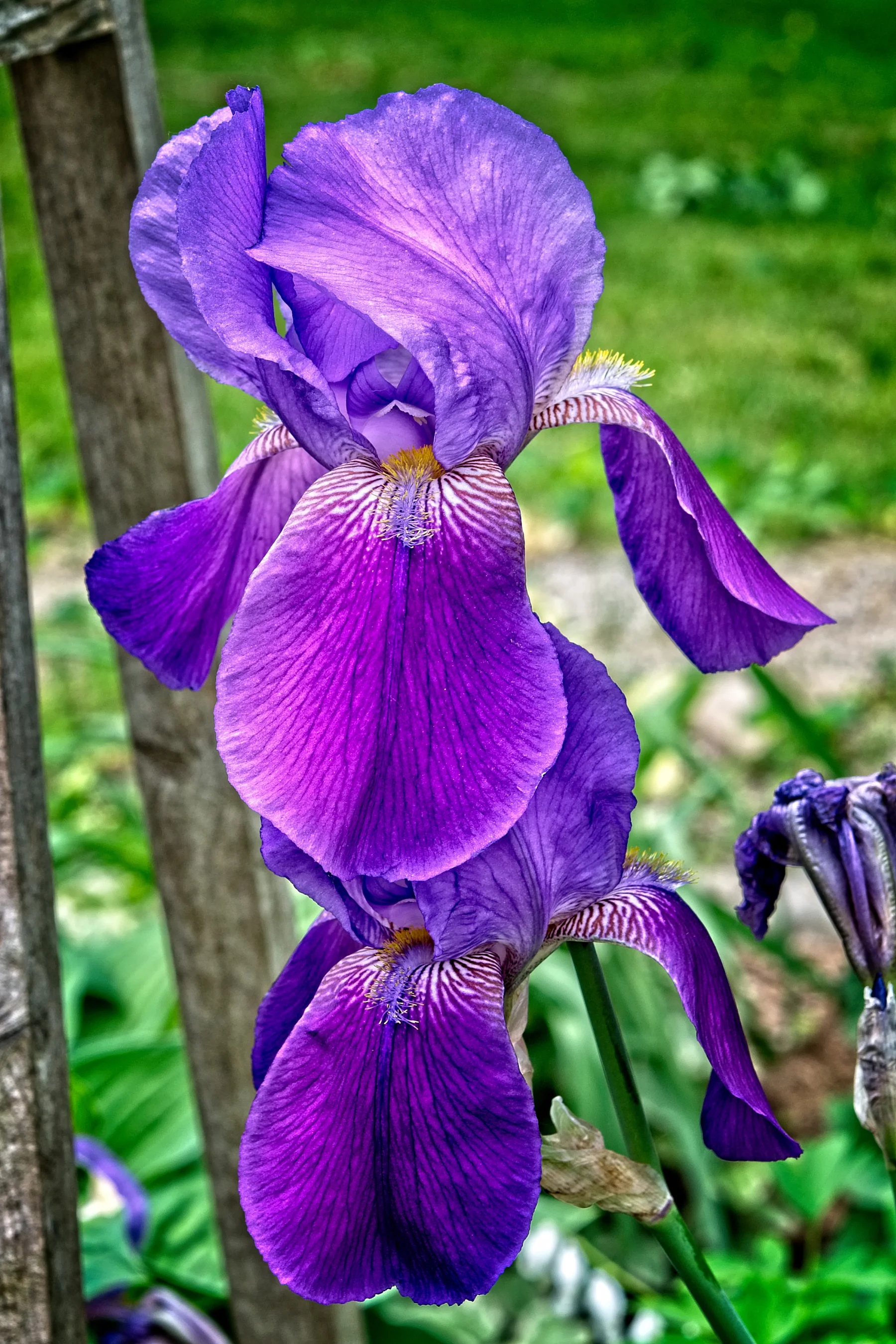 Purple Iris 1  _DSC0989Resize.jpg