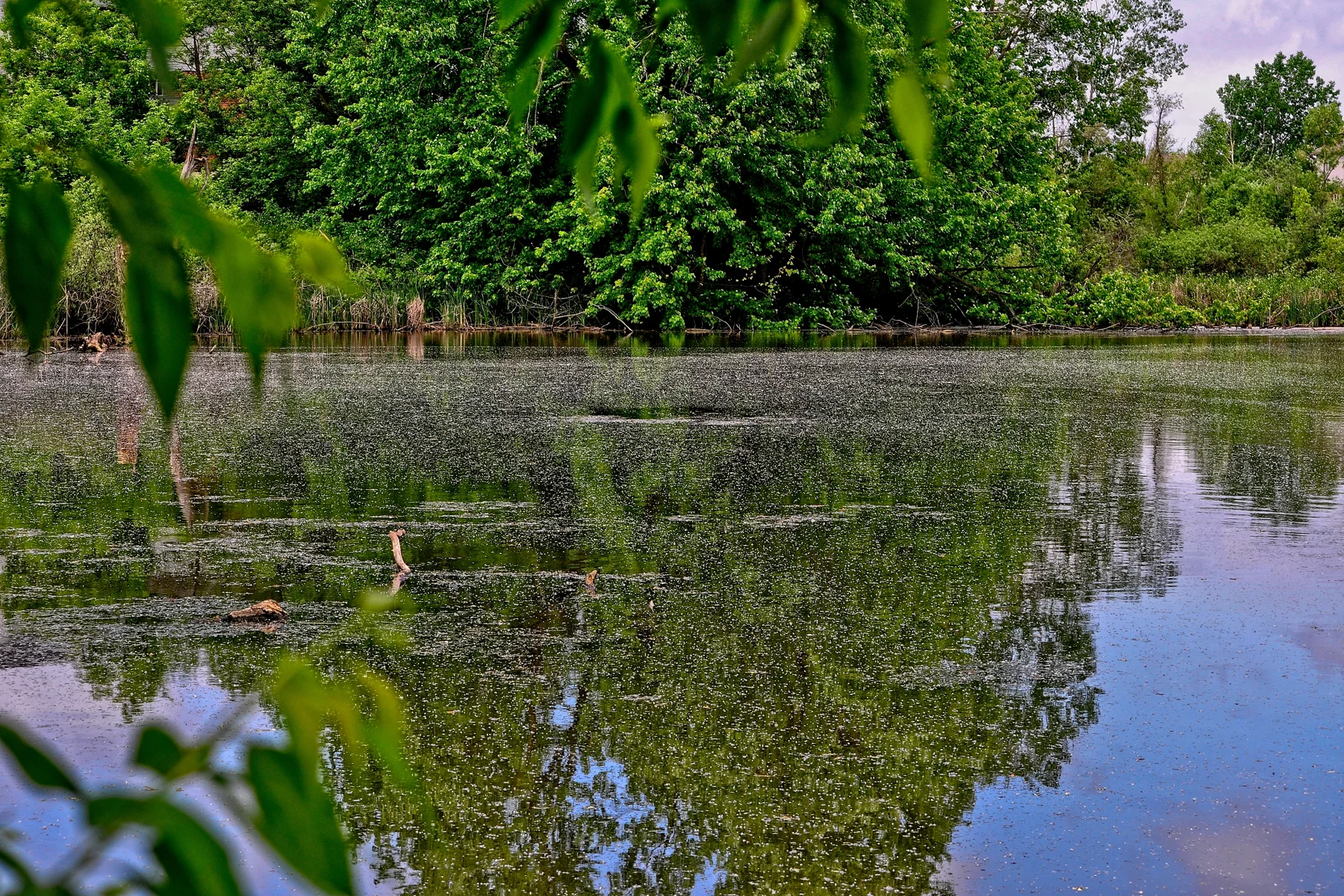 Bonnies Pond Summers Afternoon 1  _DSC0993Resize.jpg