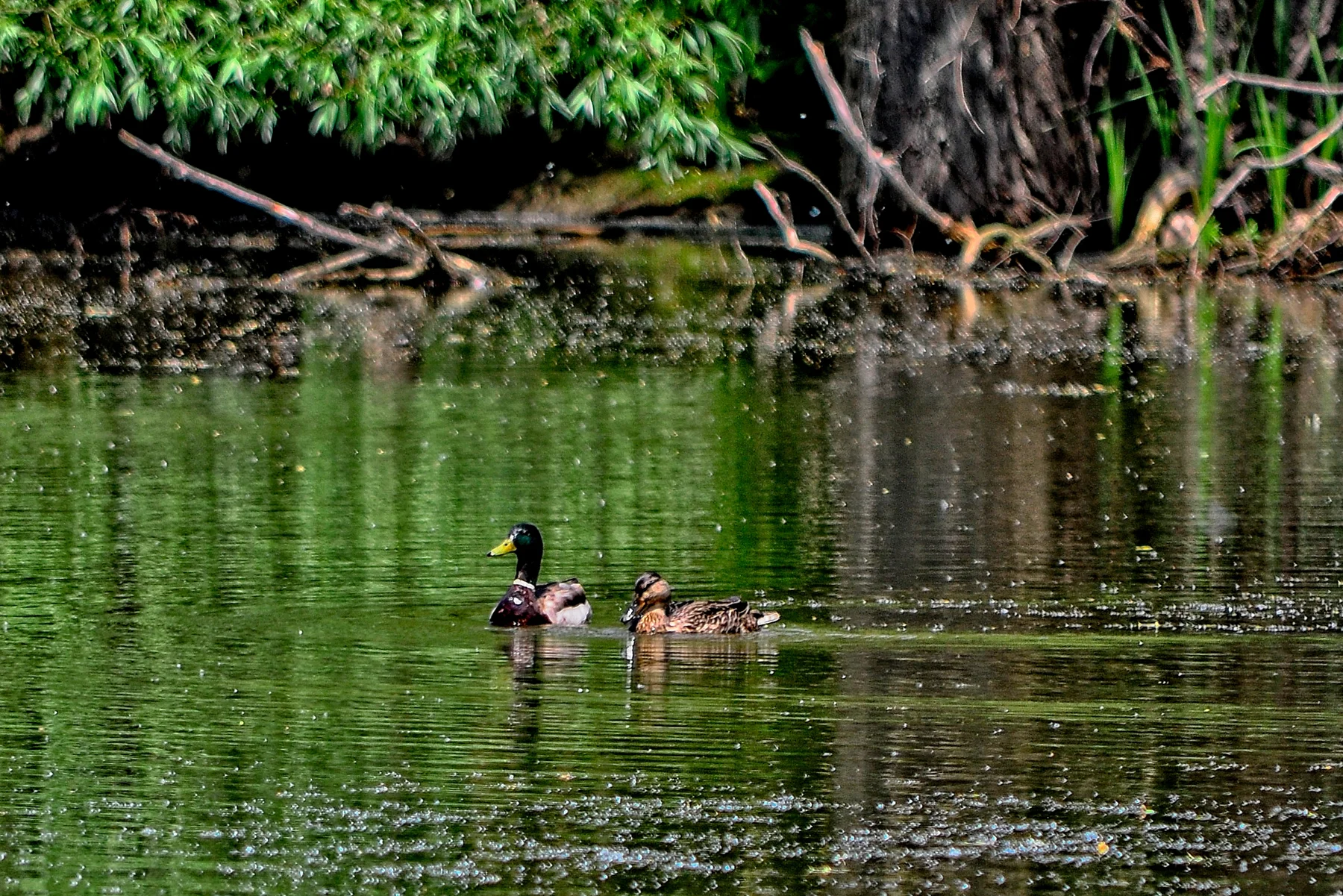 Bonnies Pond Mallards 1  _DSC0997Resize.jpg